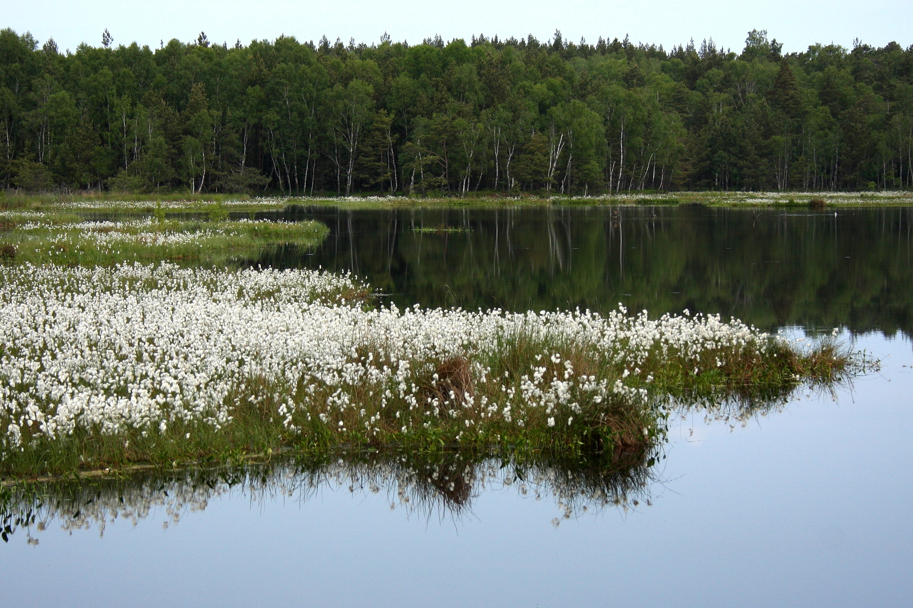 Peatbog 