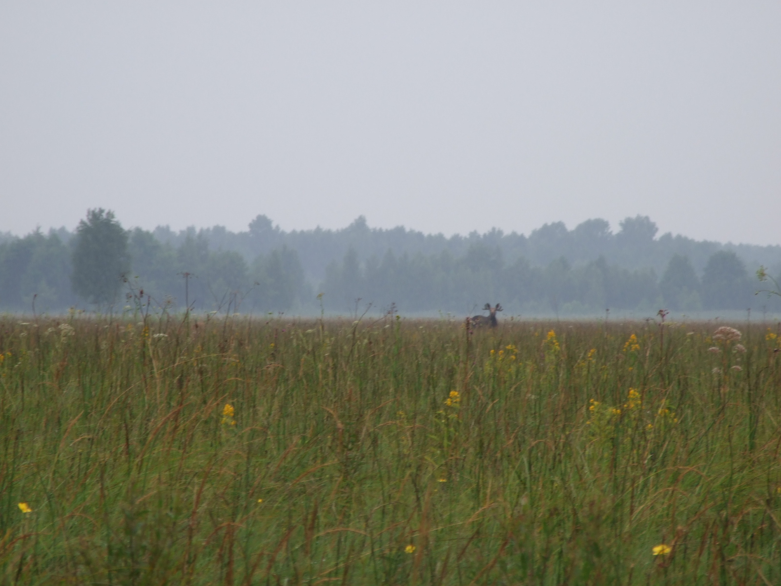 Ławki Marsh