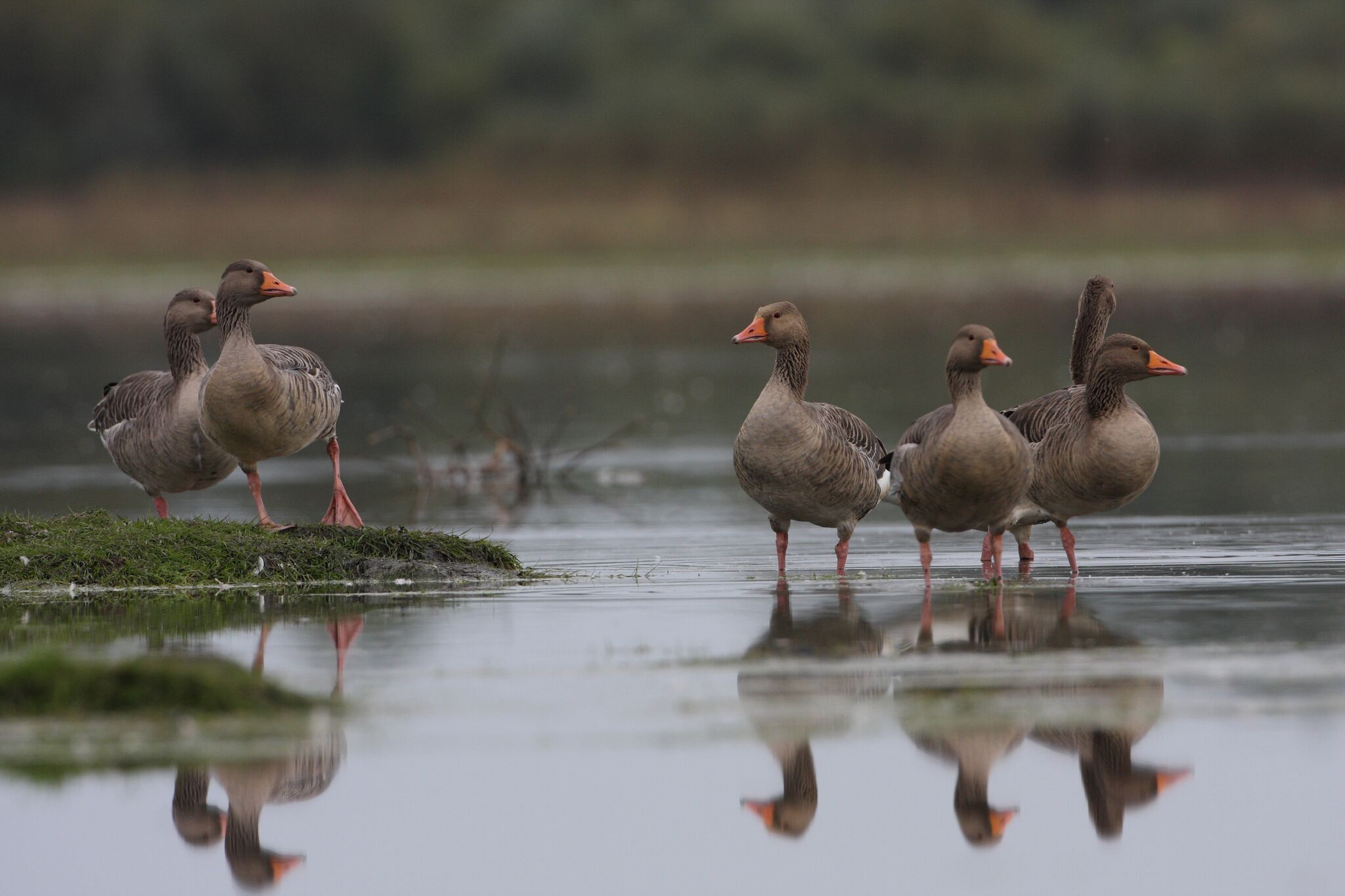 Greylag goose