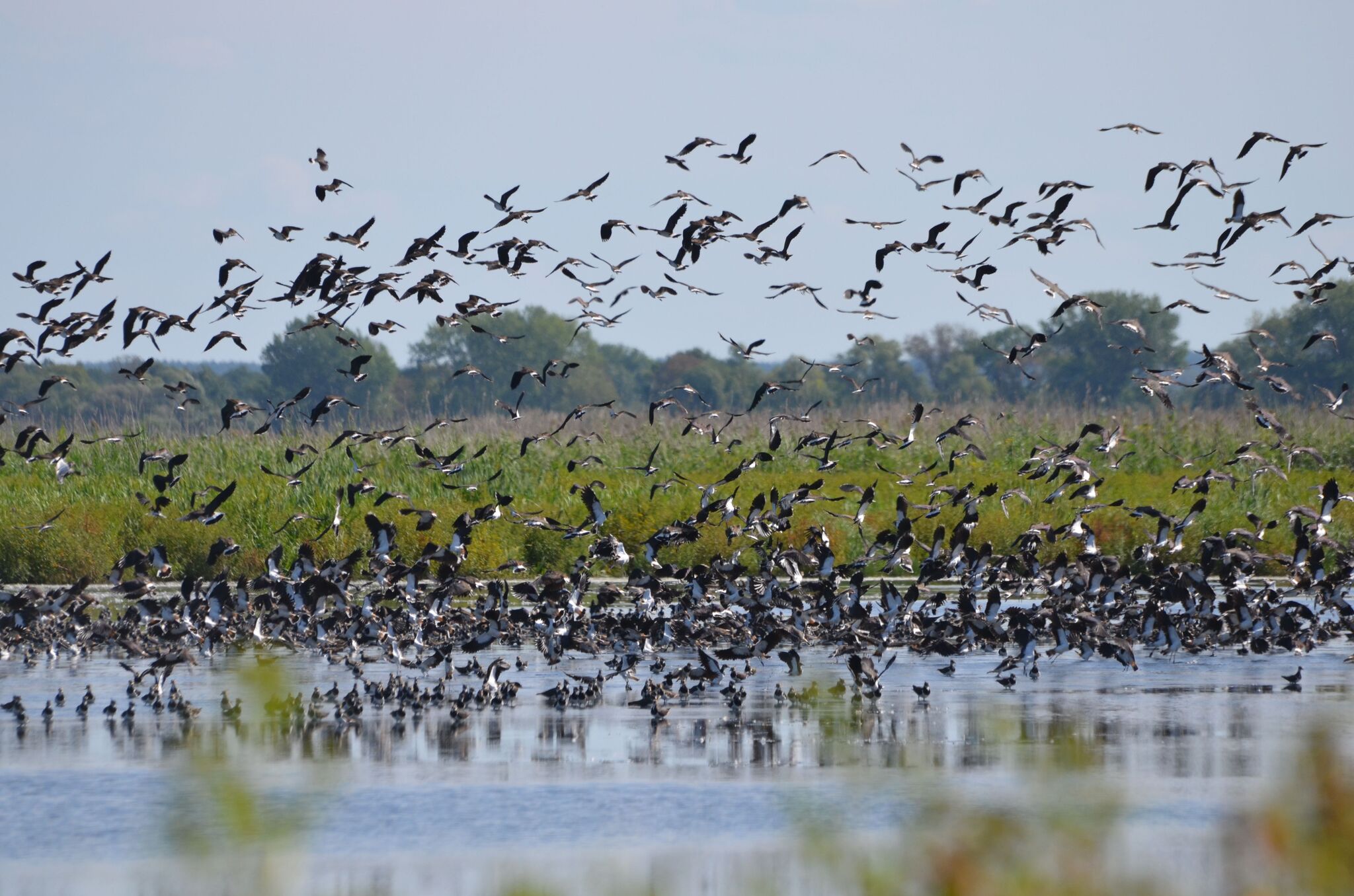 Northern lapwing