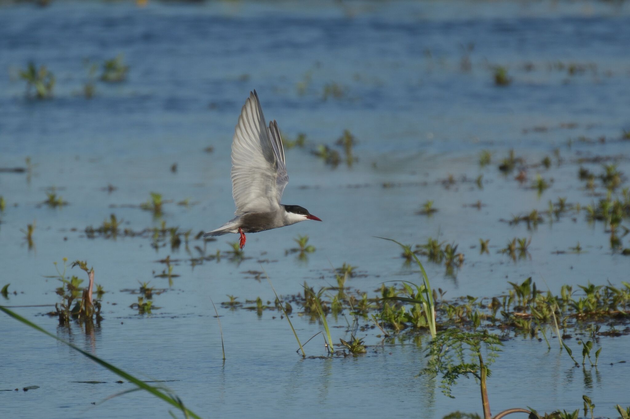 Whiskered tern