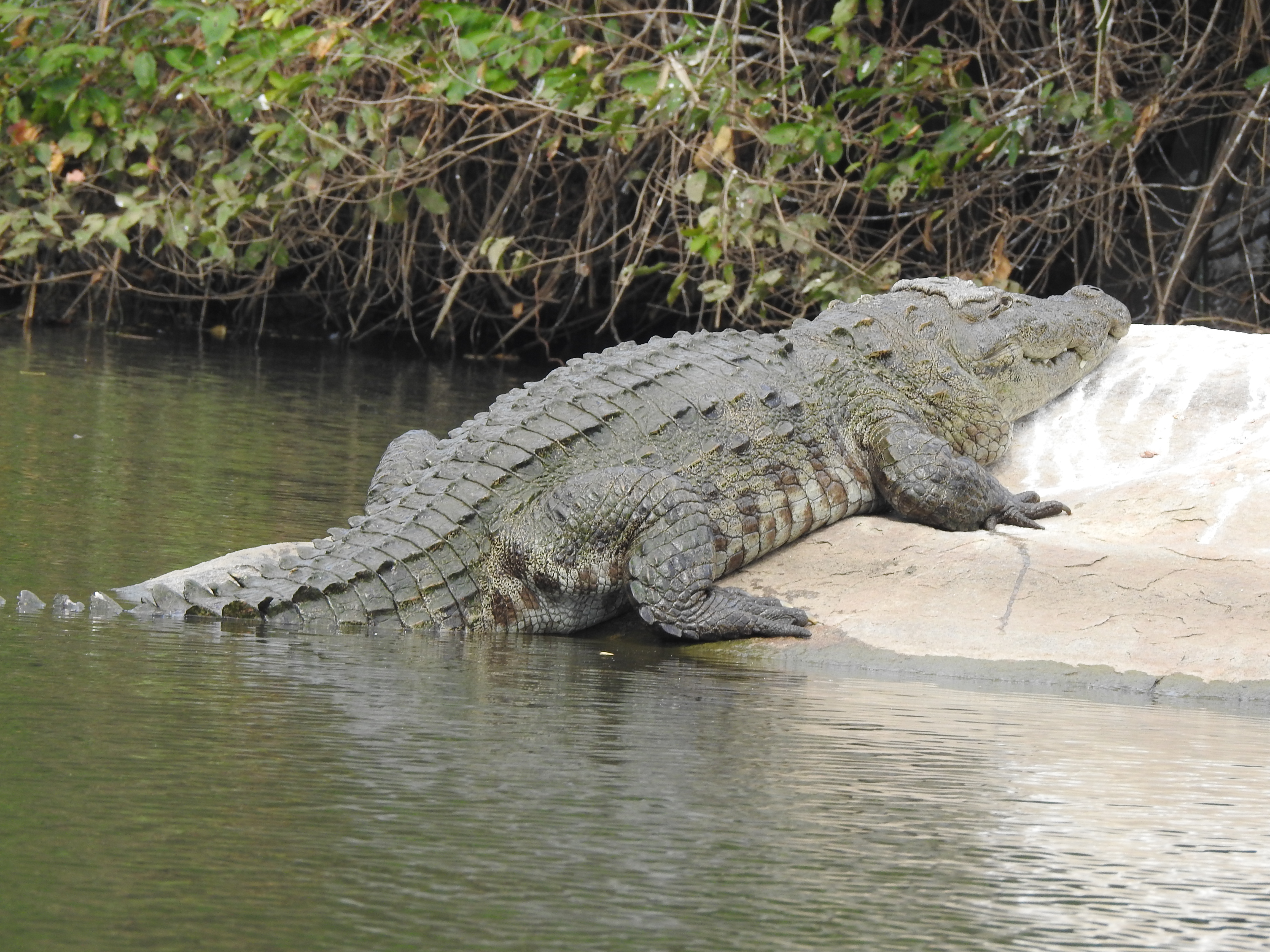 Mugger (Marsh) Crocodiles Crocodylus palustris at Ranganathittu 