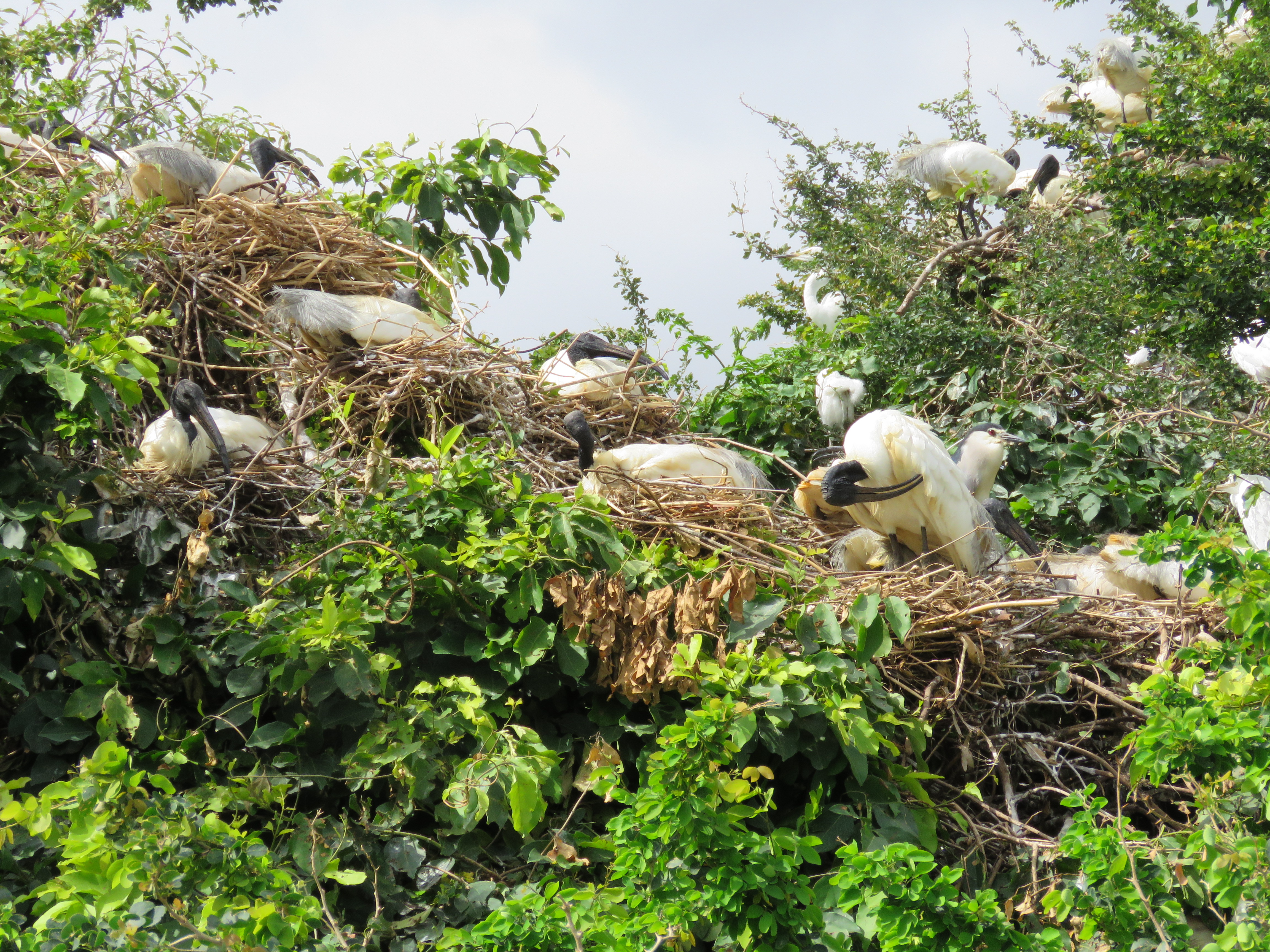 Black-headed Ibis Threskiornis melanocephalus breeding at Ranganathittu