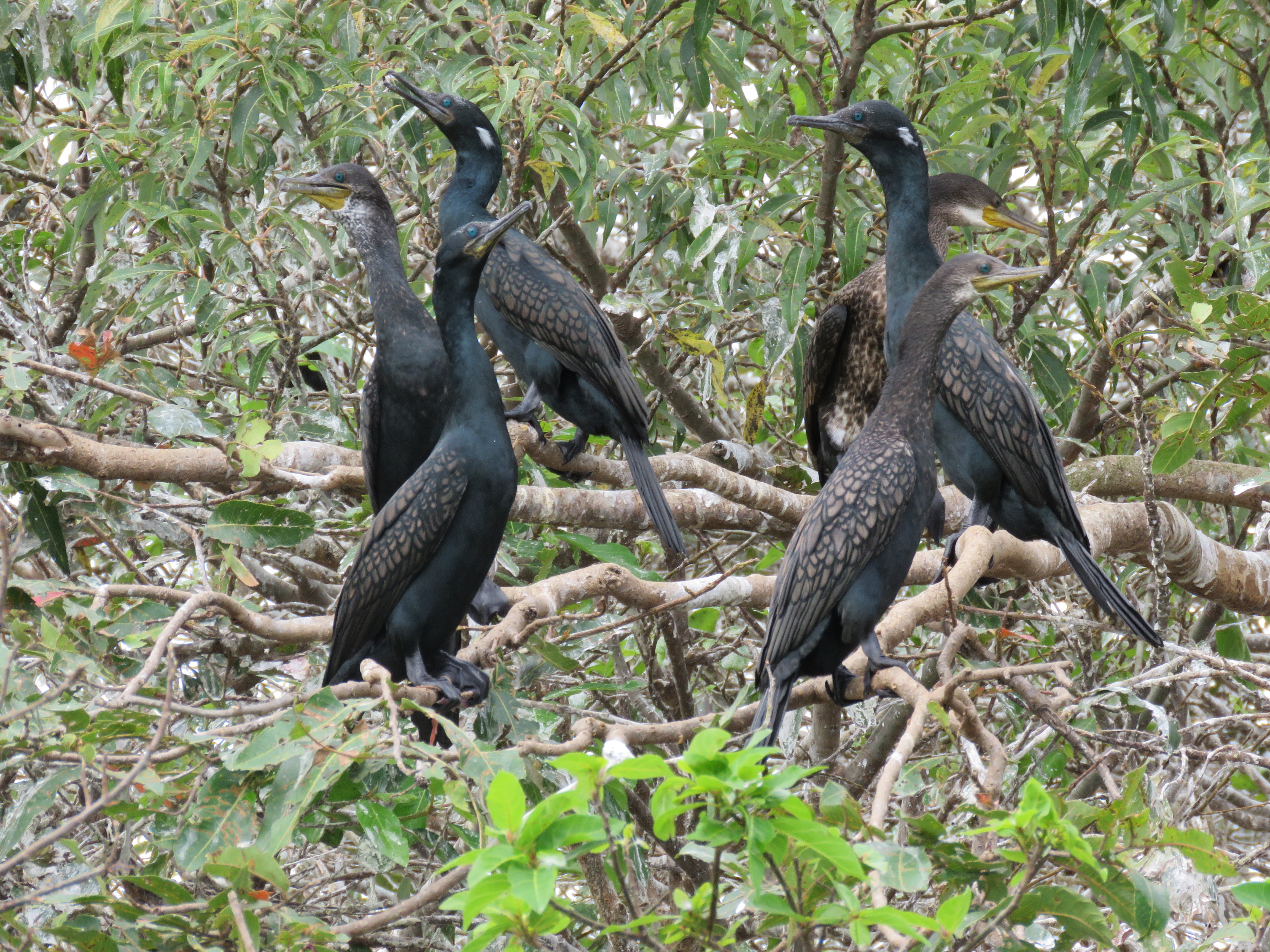 Indian Cormorant Phalacrocorax fuscicollis at Ranganathittu