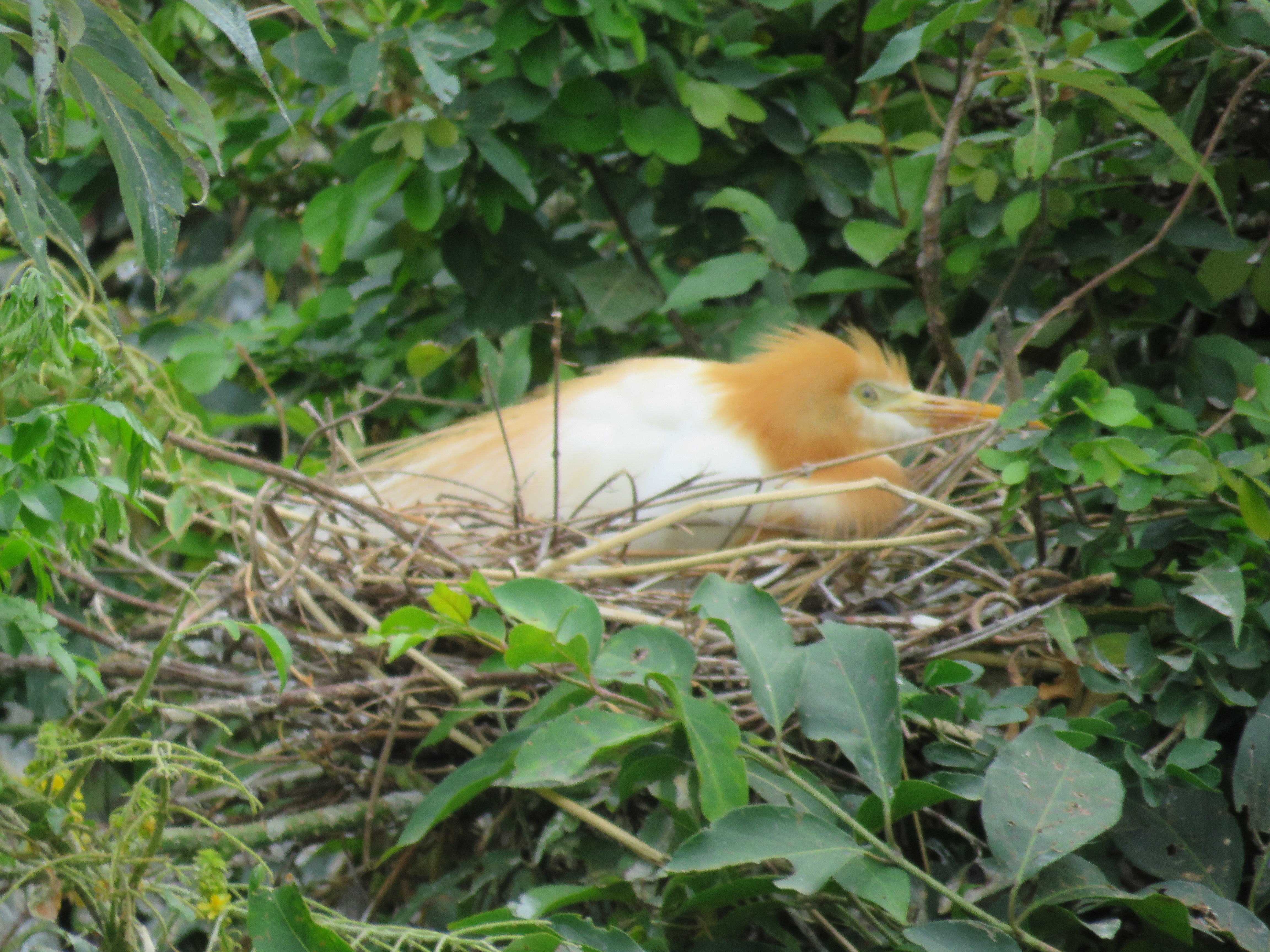 Cattle Egret Bubulcus ibis nesting at Ranganathittu