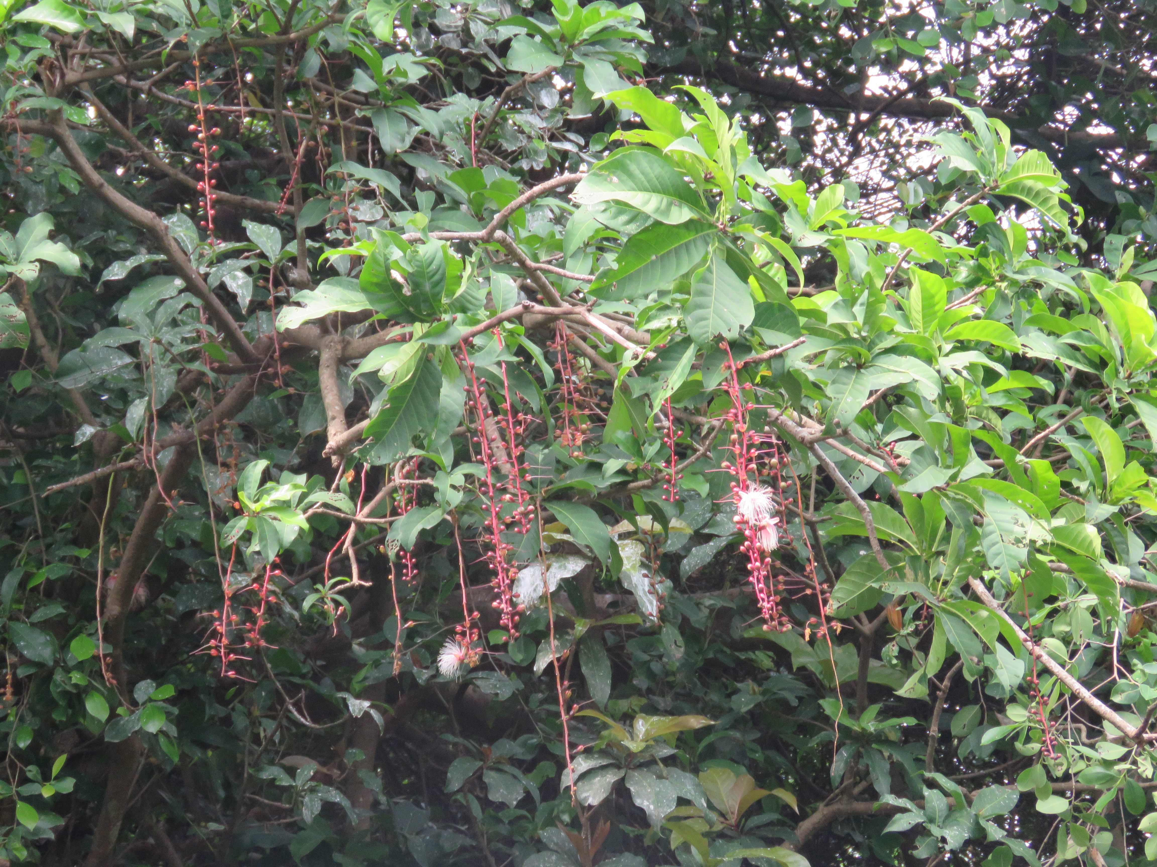 Barringtonia acutangula, a rare plant at Ranganthittu