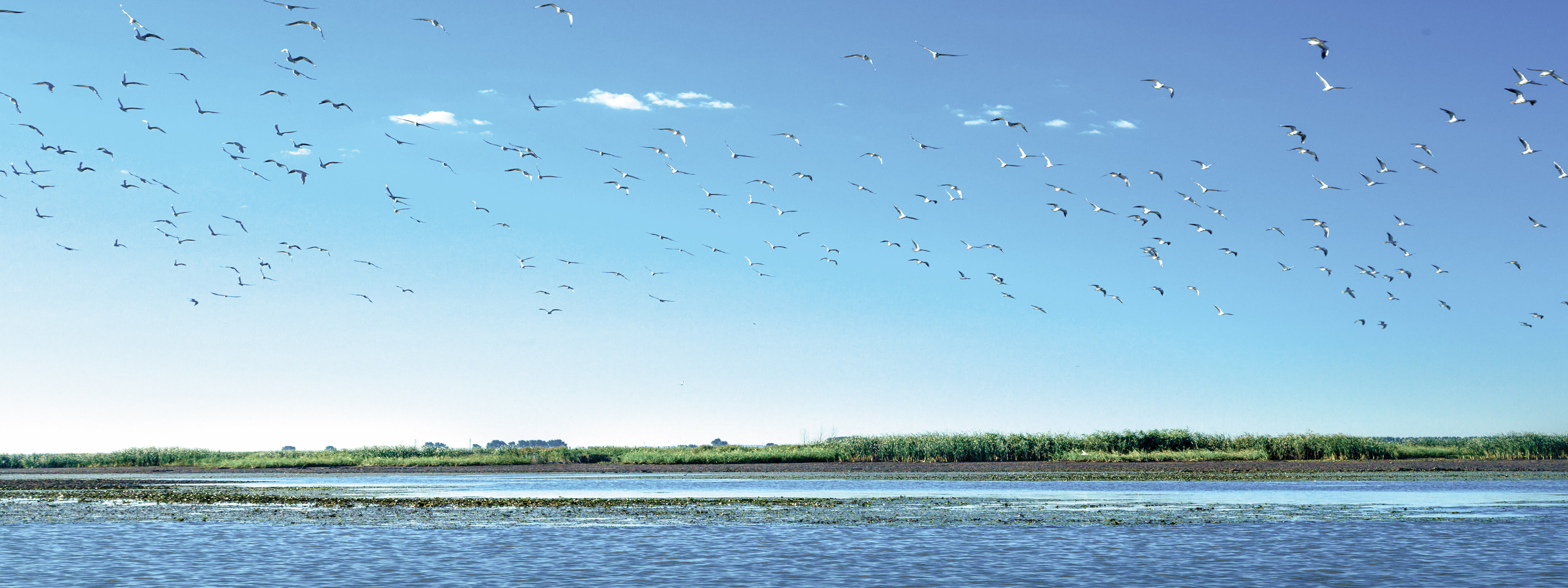 Gulls