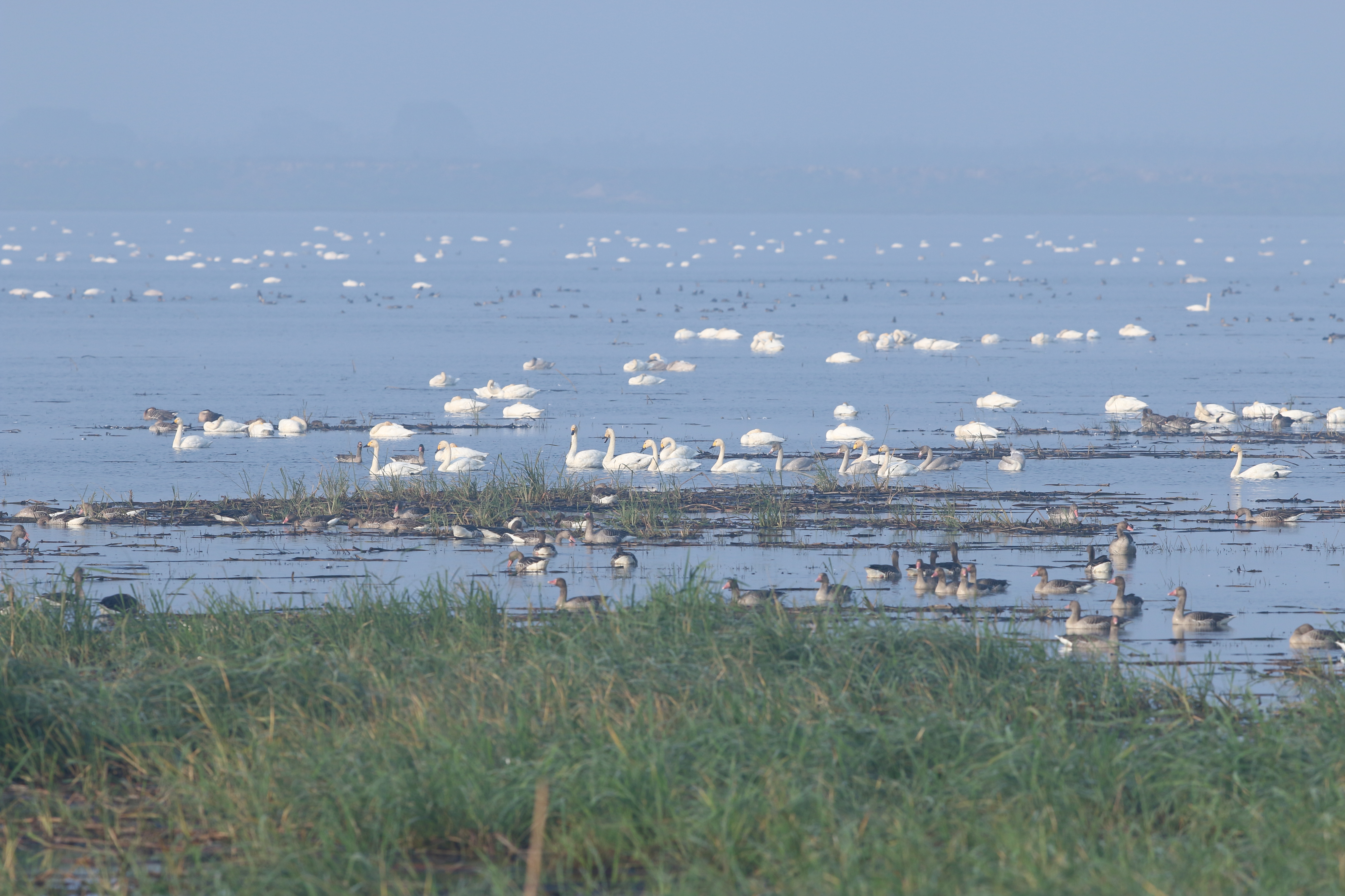 Cygnus columbianus and other overwintering water birds