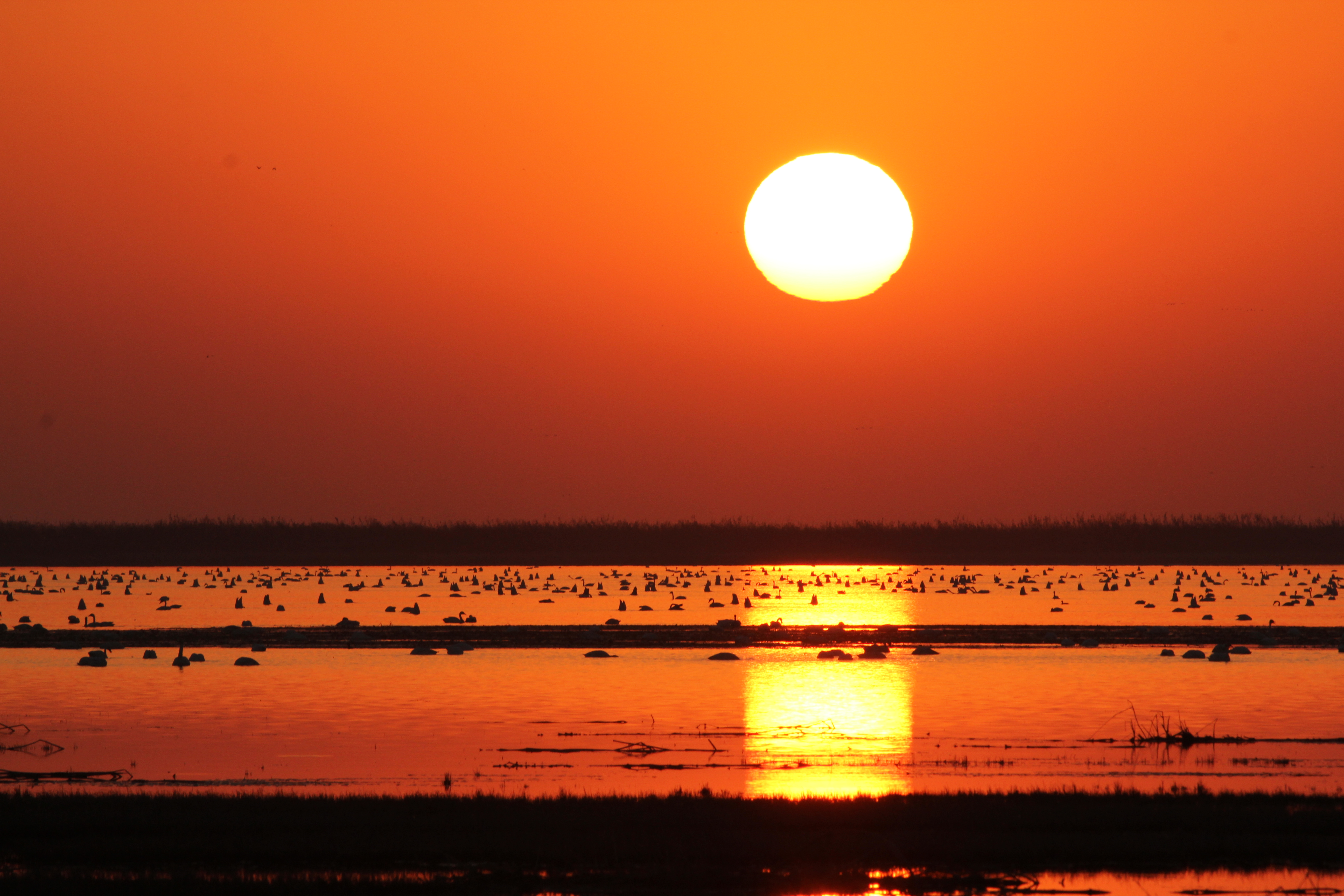 Overwintering water birds