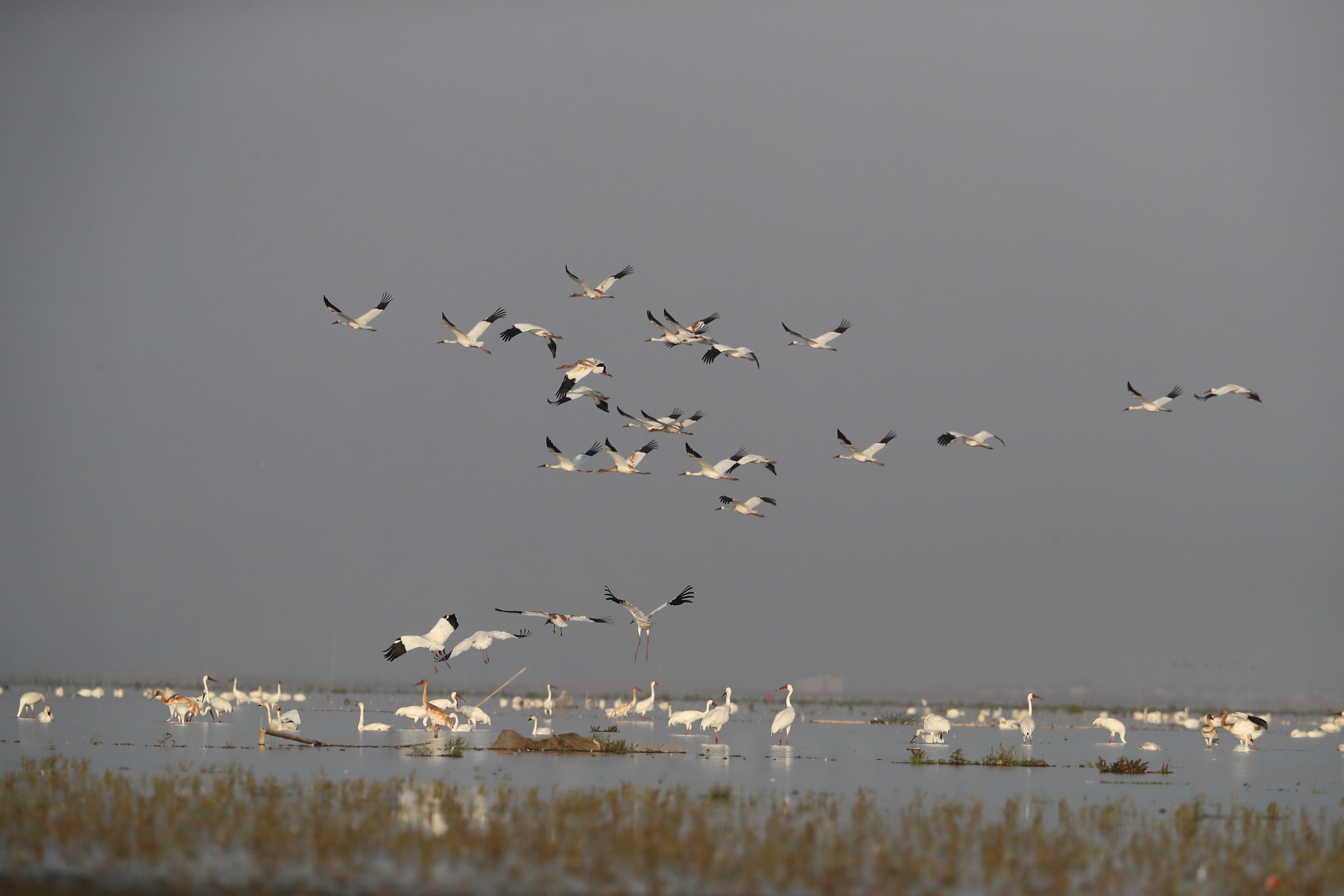 Overwintering water birds