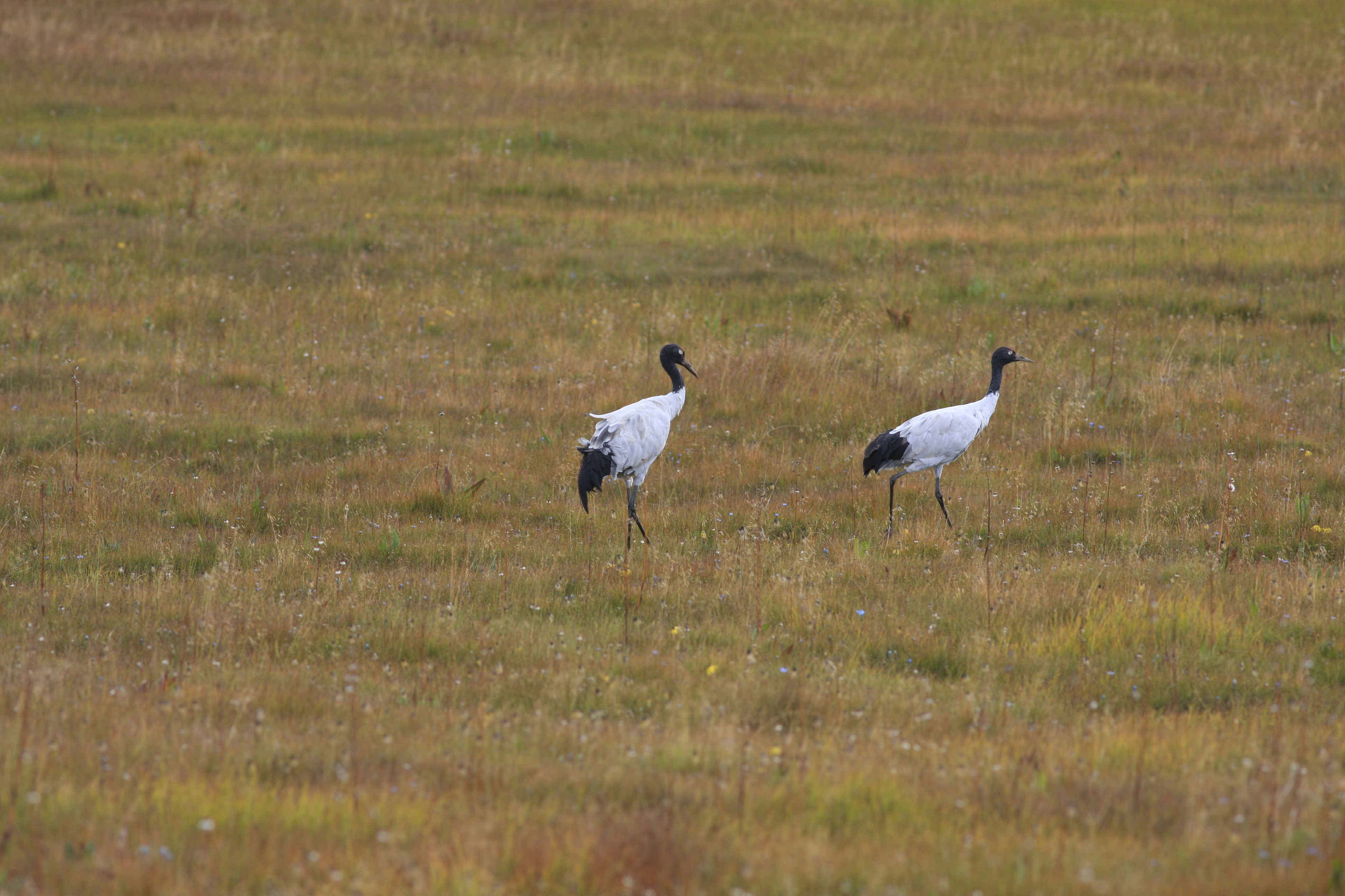 Black-necked Crane (Grus nigricollis)