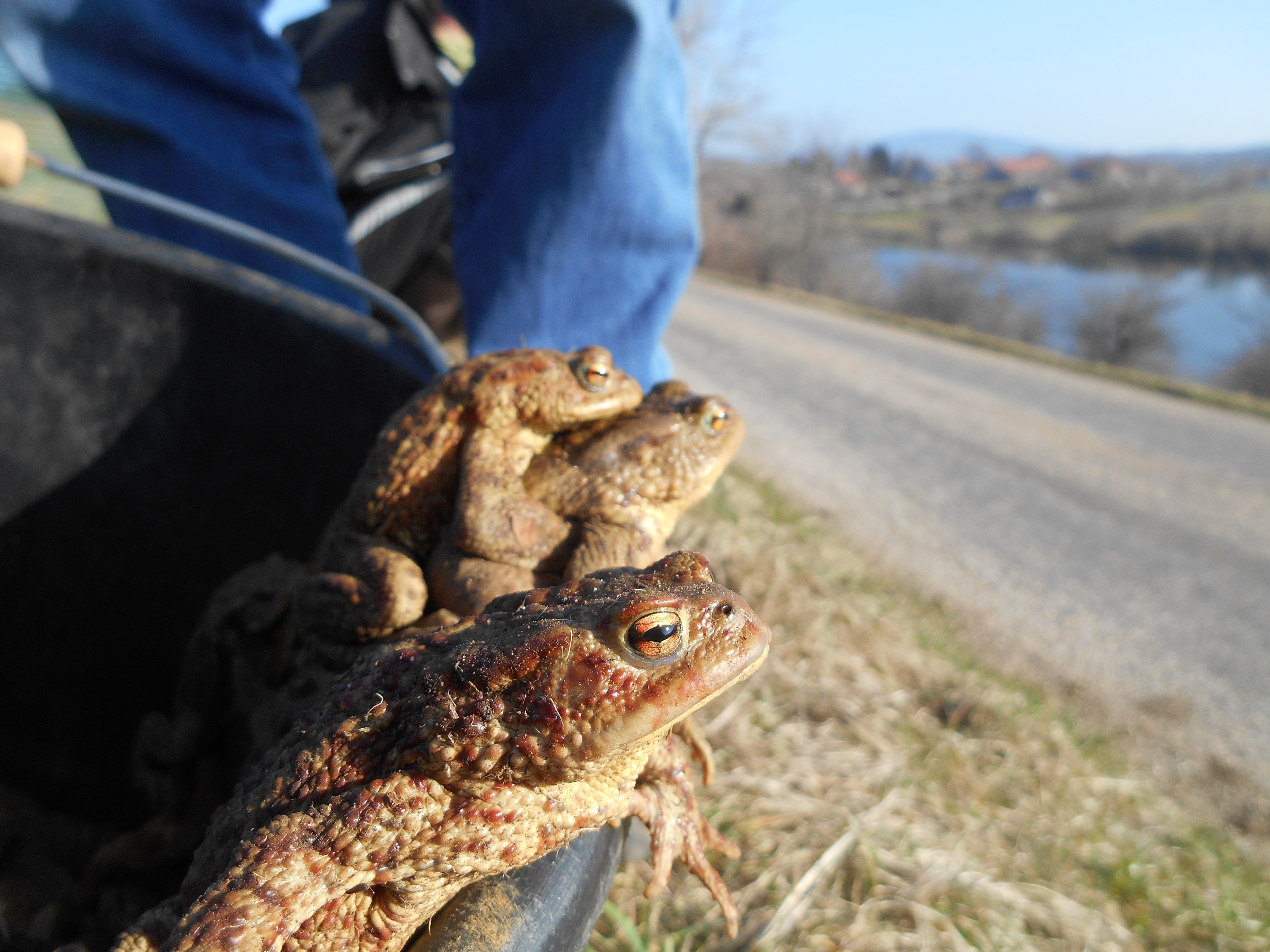 Crapaud commun - crapauduc temporaire à Thézillieu