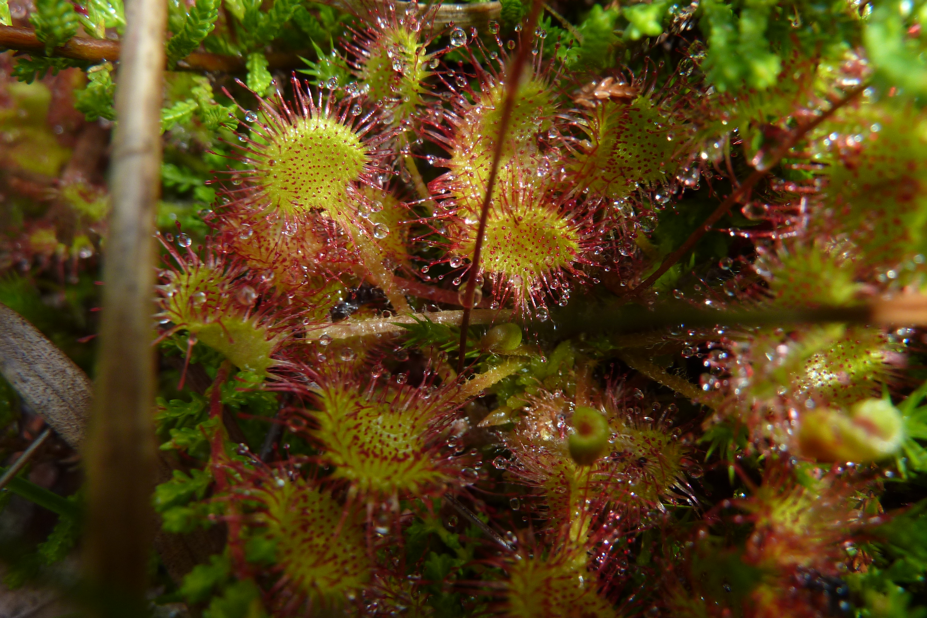 Drosera à feuilles rondes - zones humides de Brénod