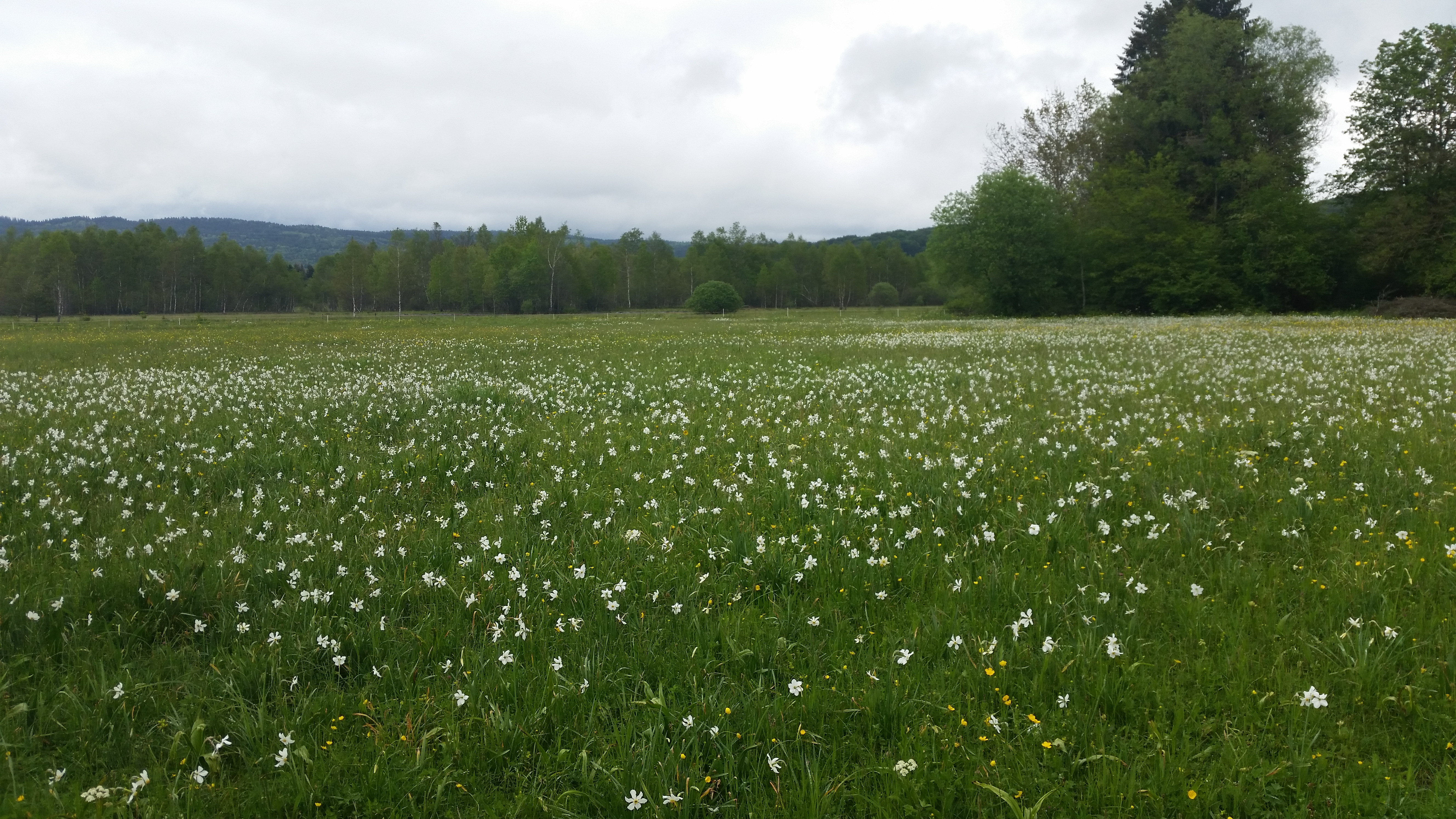 Marais en Jarine - narcisses