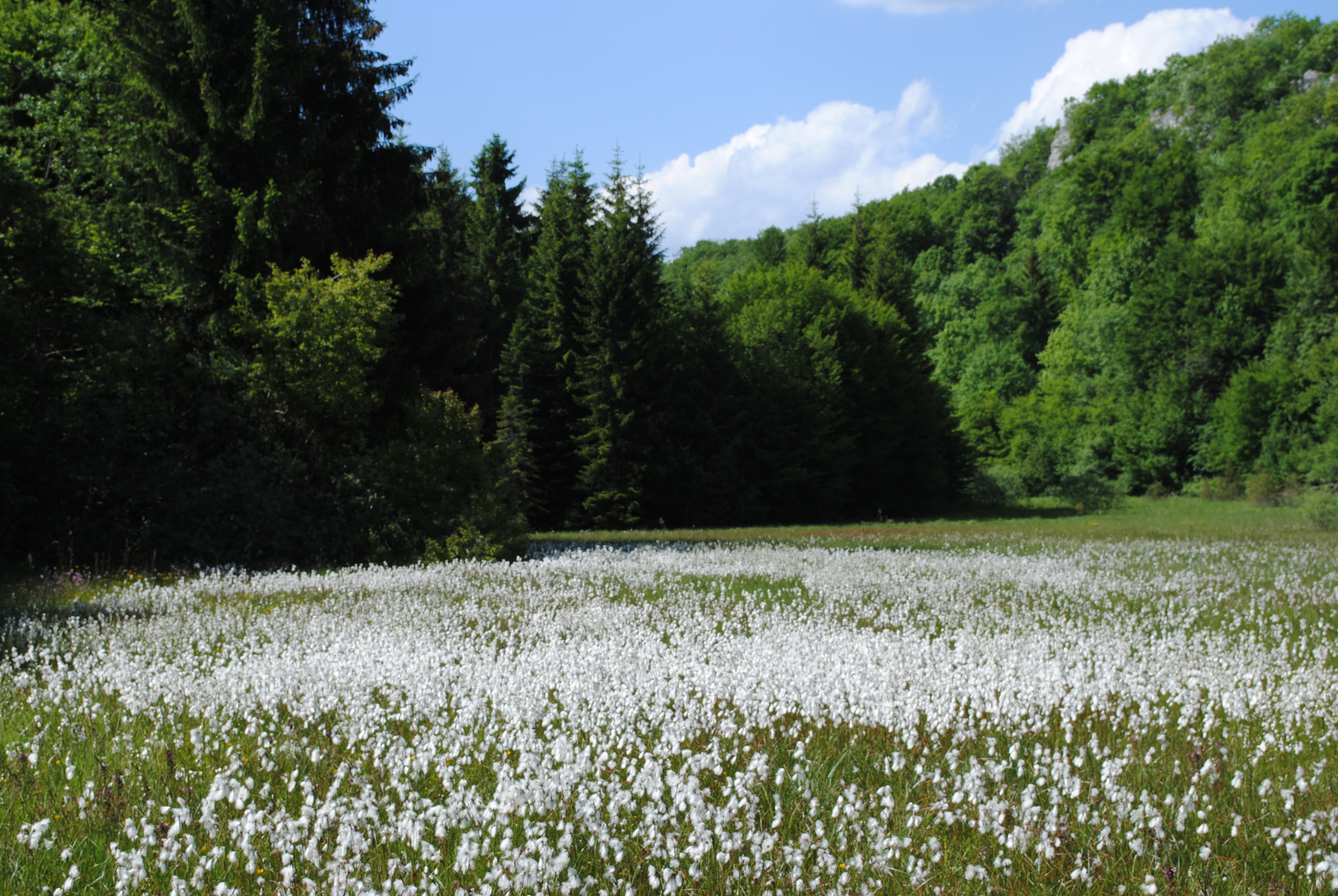 Linaigrette - Combe de Cerin