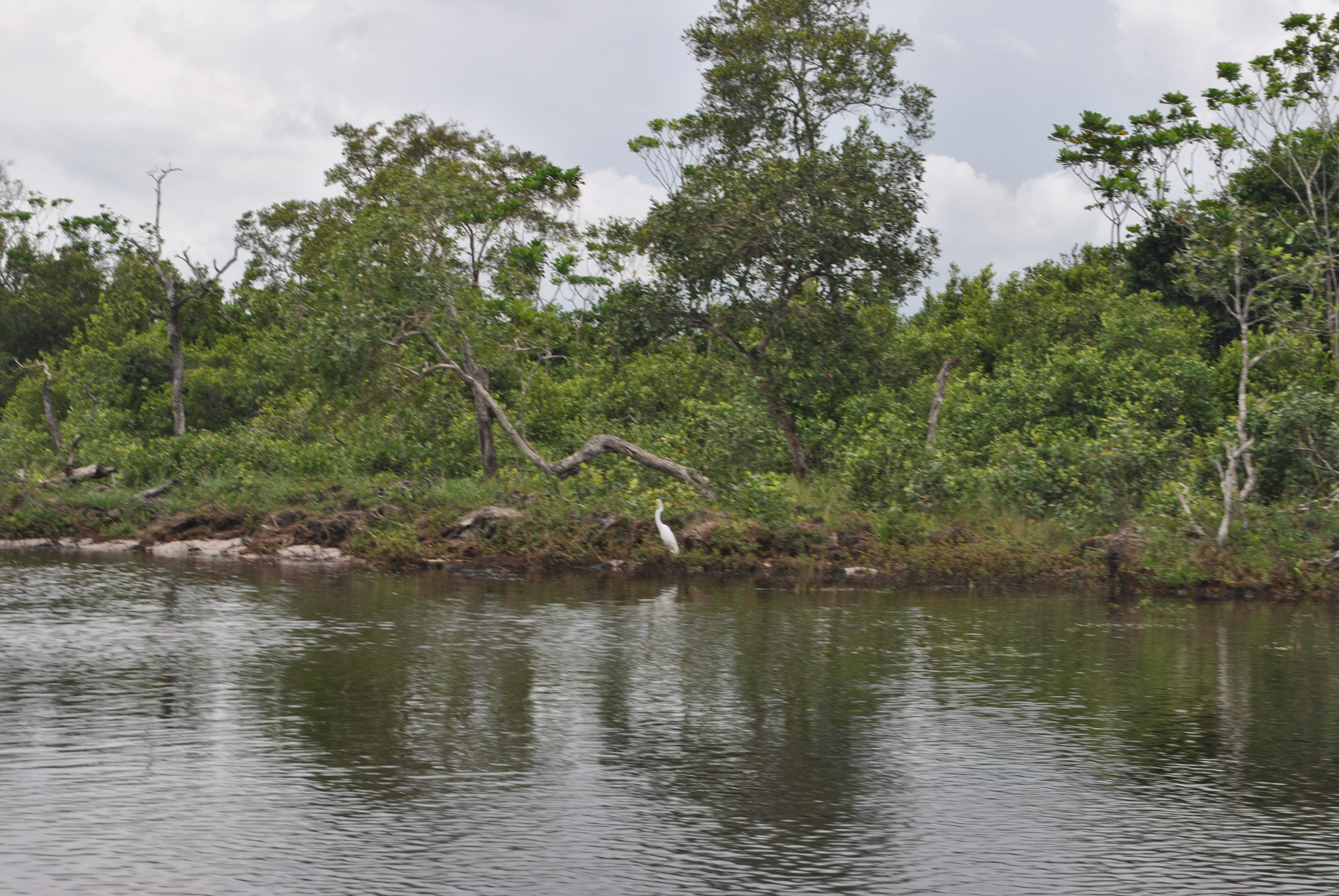 Oiseau près de Mougagara