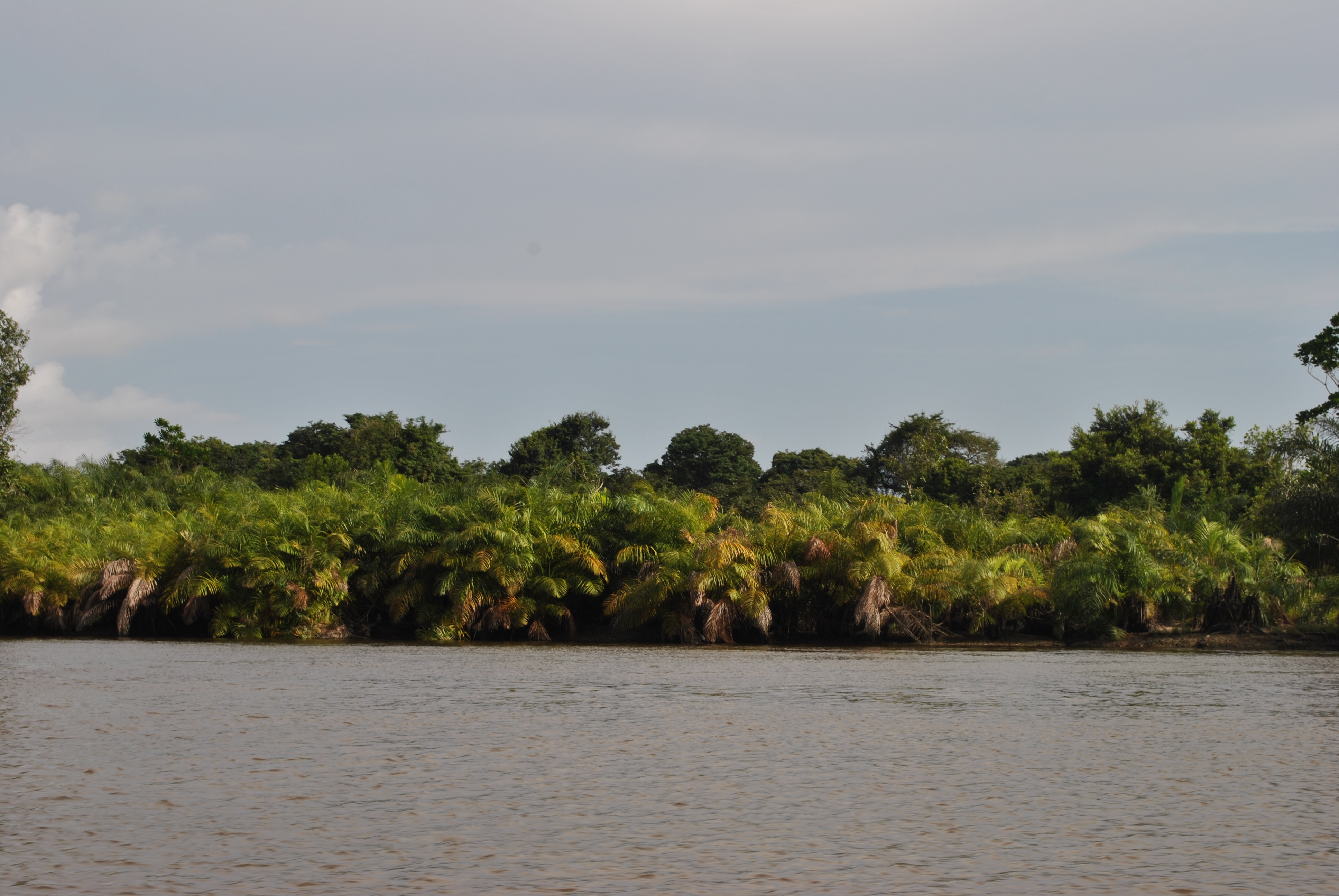 Papyrus sur le fleuve Nyanga, Mougagara