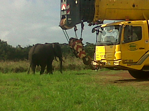 Éléphant dans un site pétrolier 