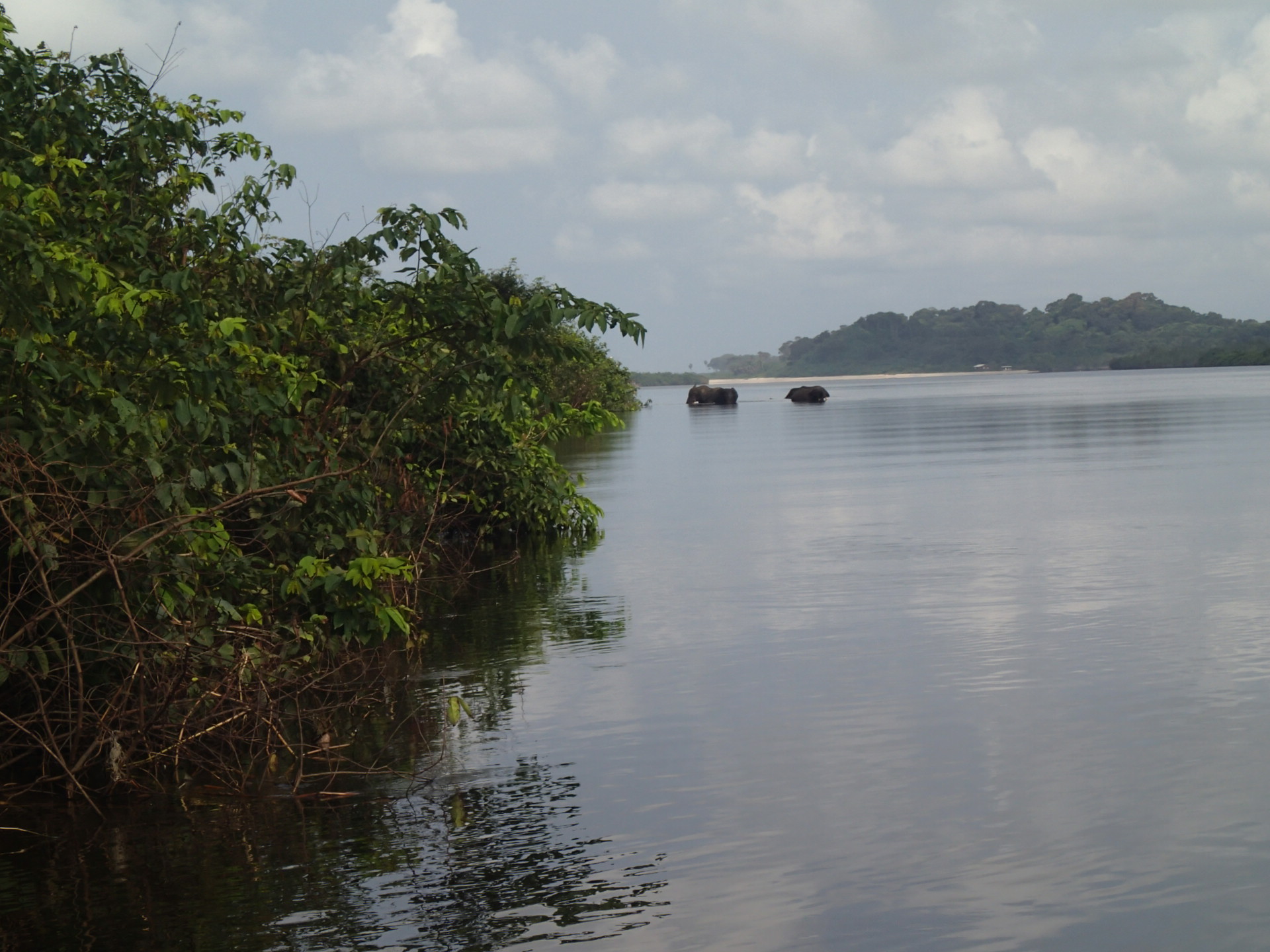 Traversée des éléphants sur la Ndougou