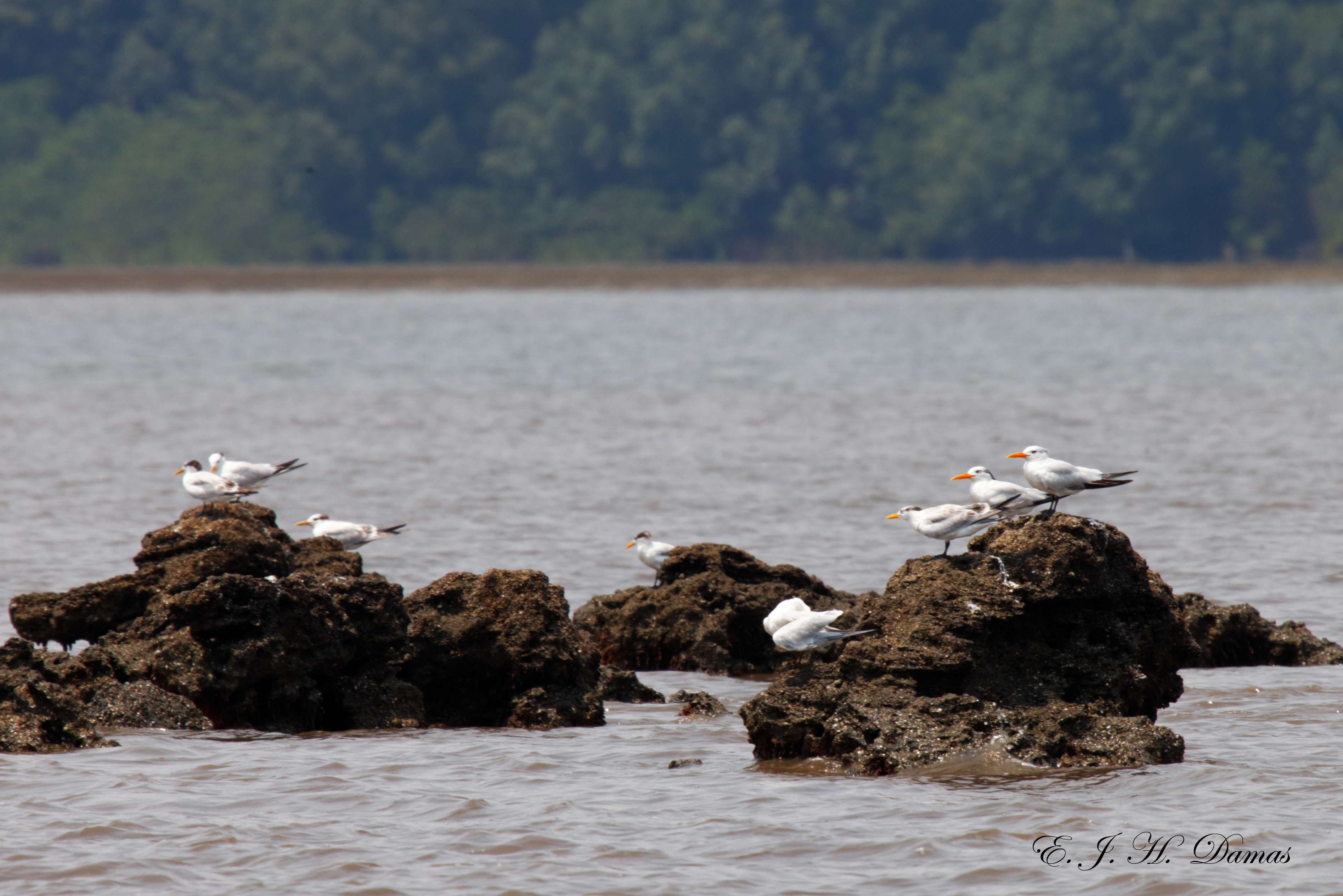 Oiseaux d'eaux