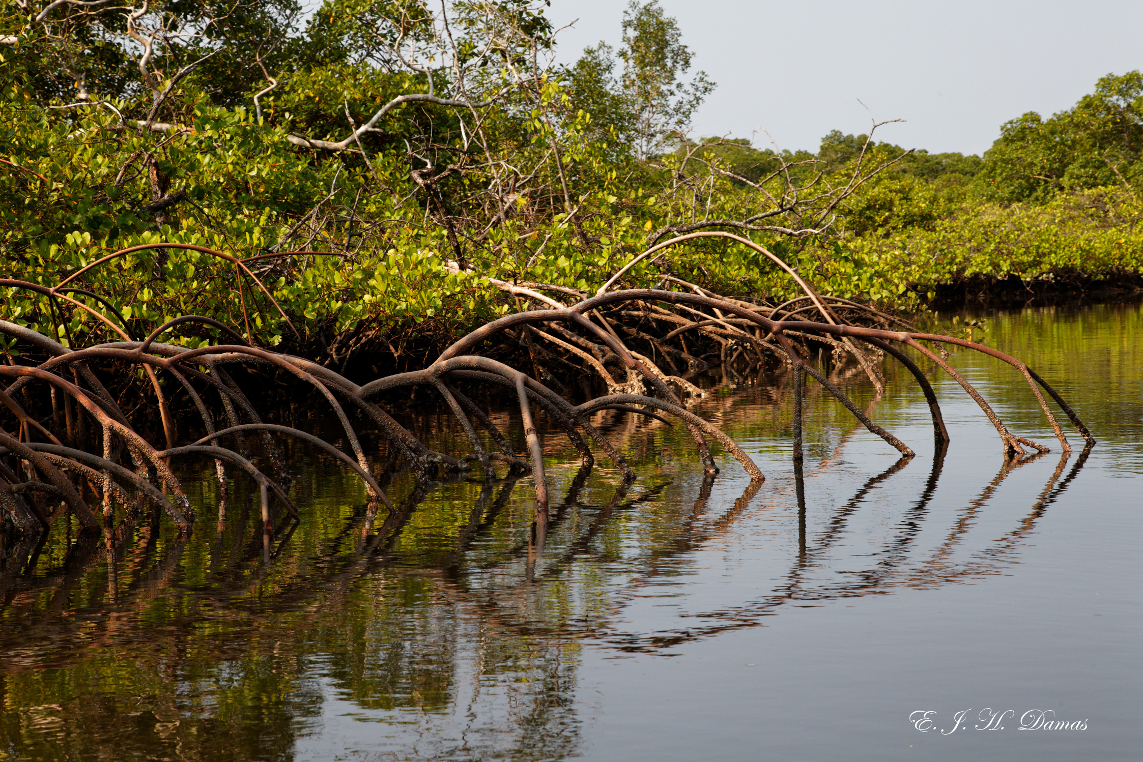 Mangroves