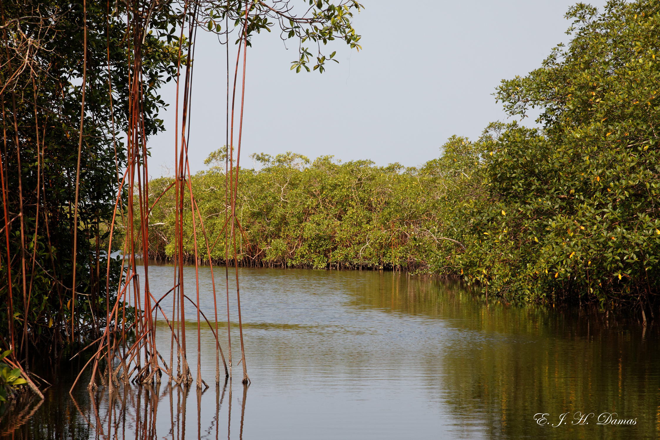 Mangroves