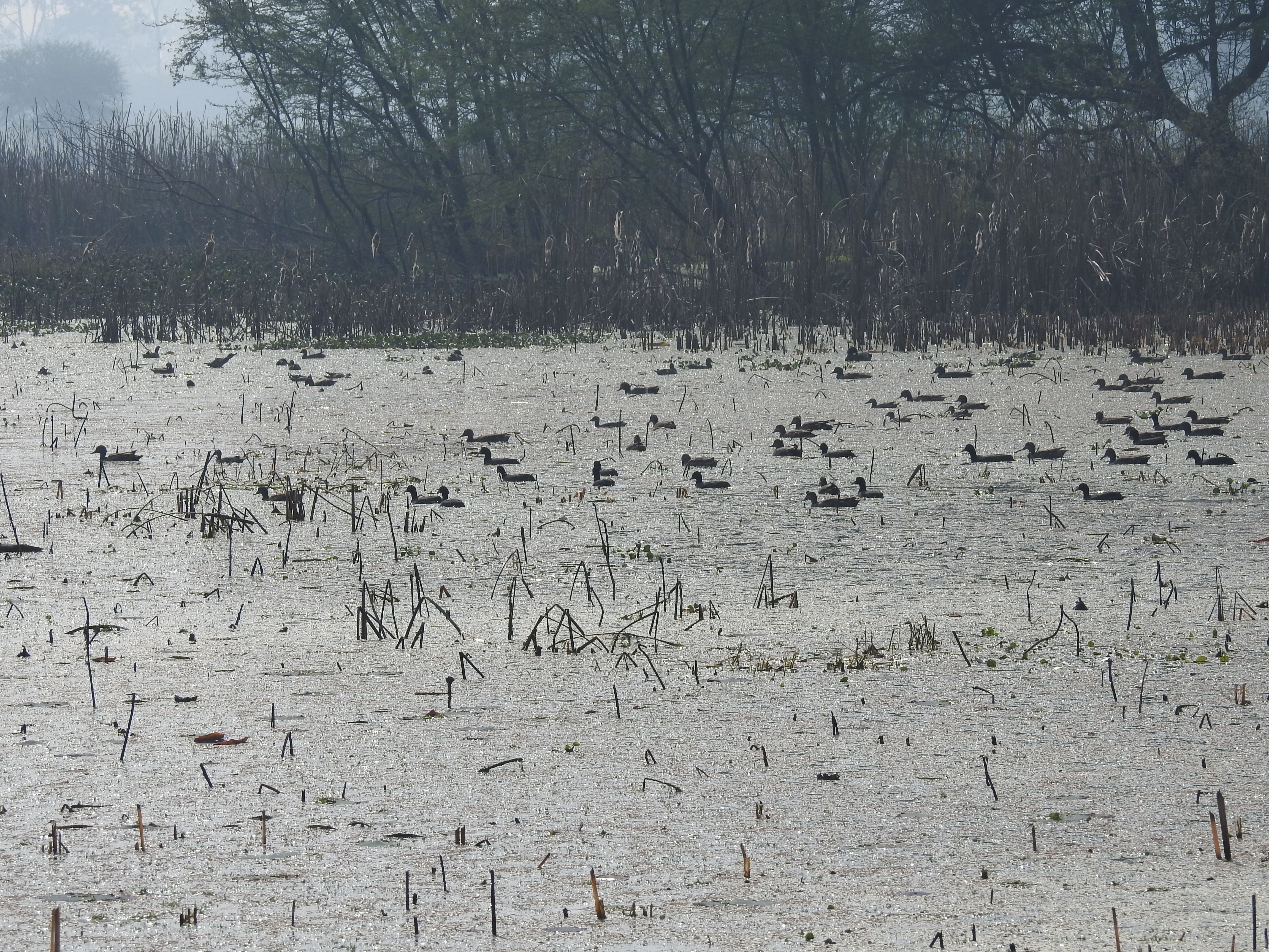 Congregation of Migratory Birds in Nawabganj Wetland.