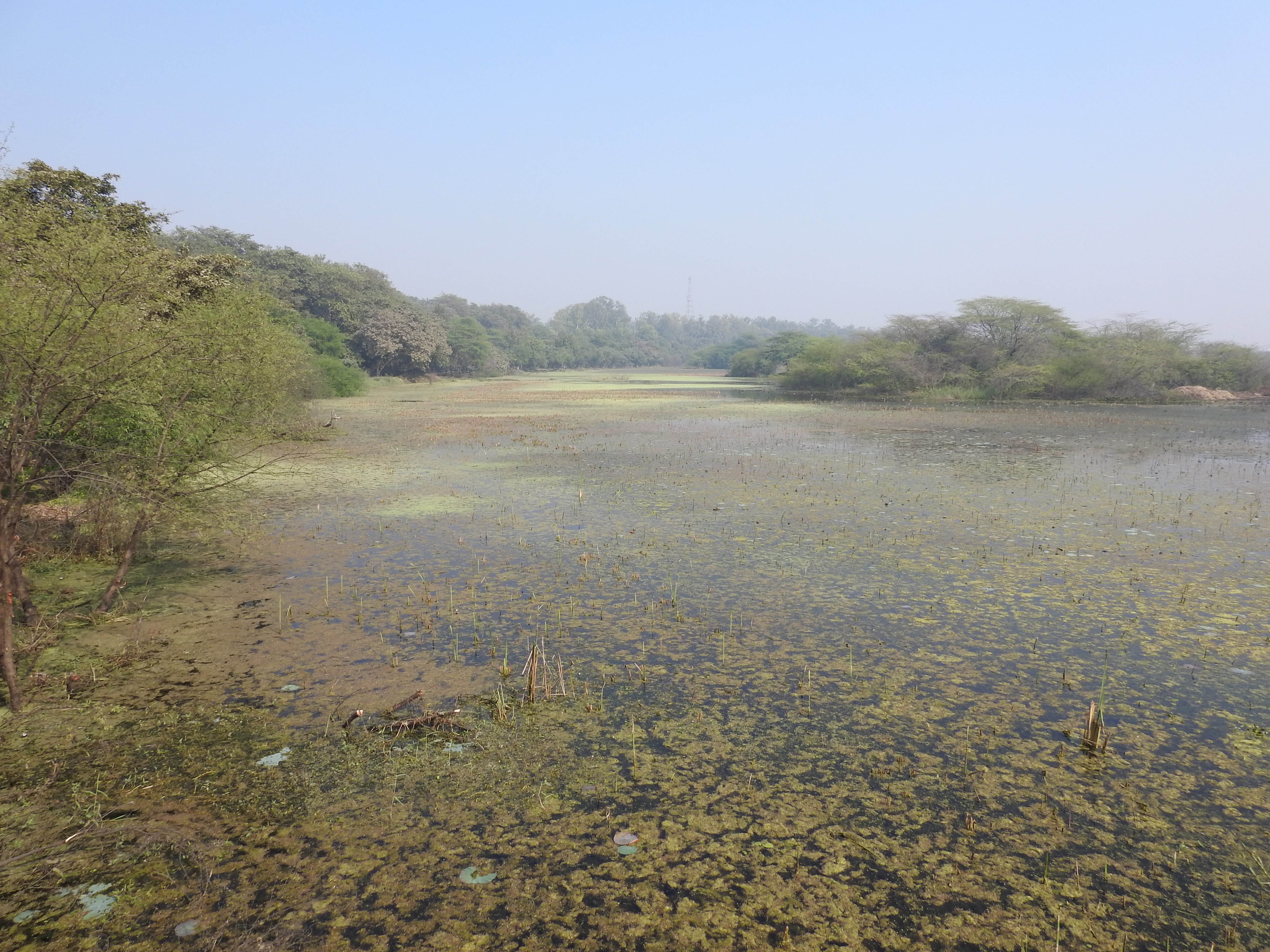 Panoramic view of Nawabganj wetland. 