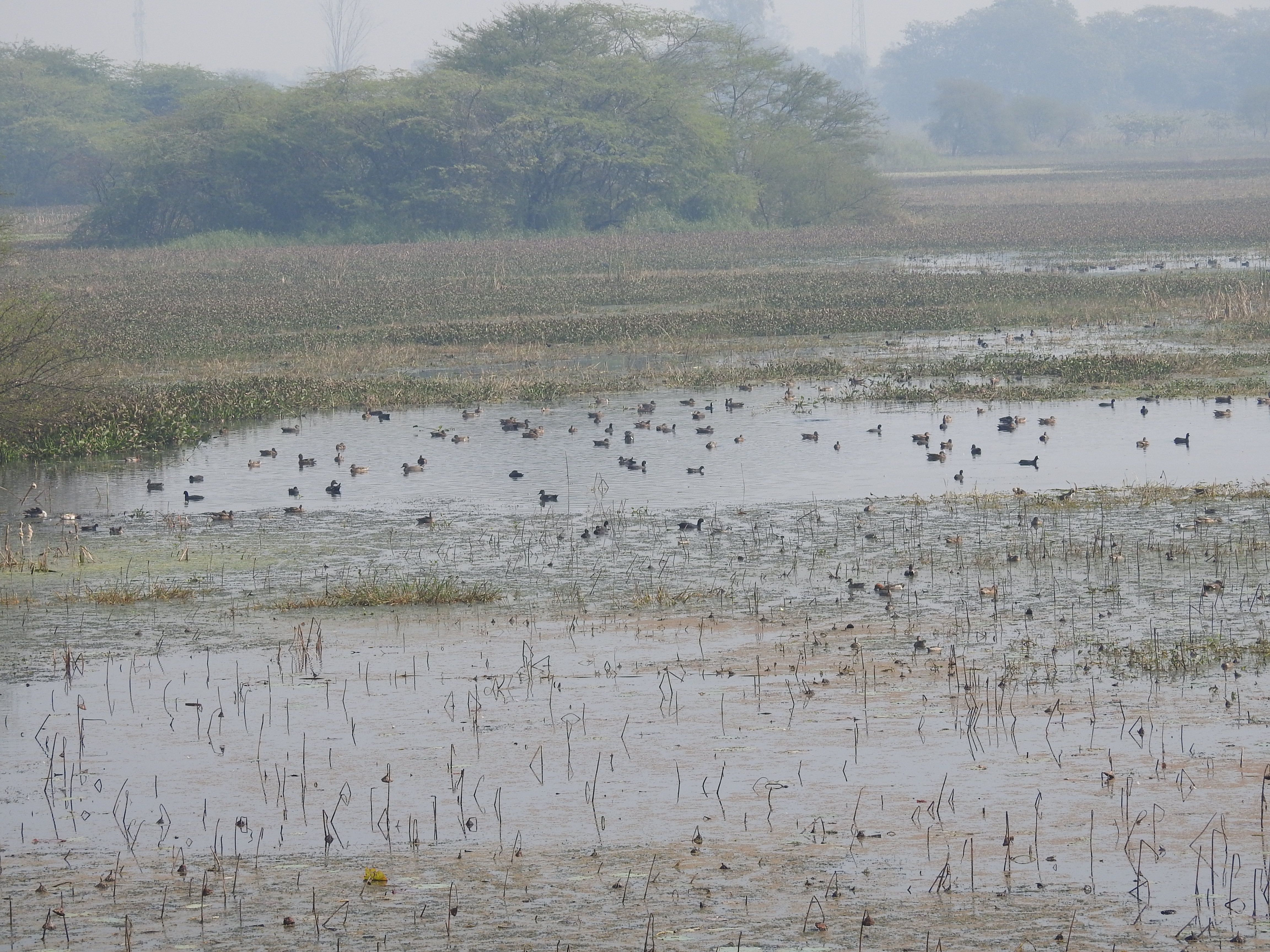 Congregation of Migratory Birds in Nawabganj Wetland.