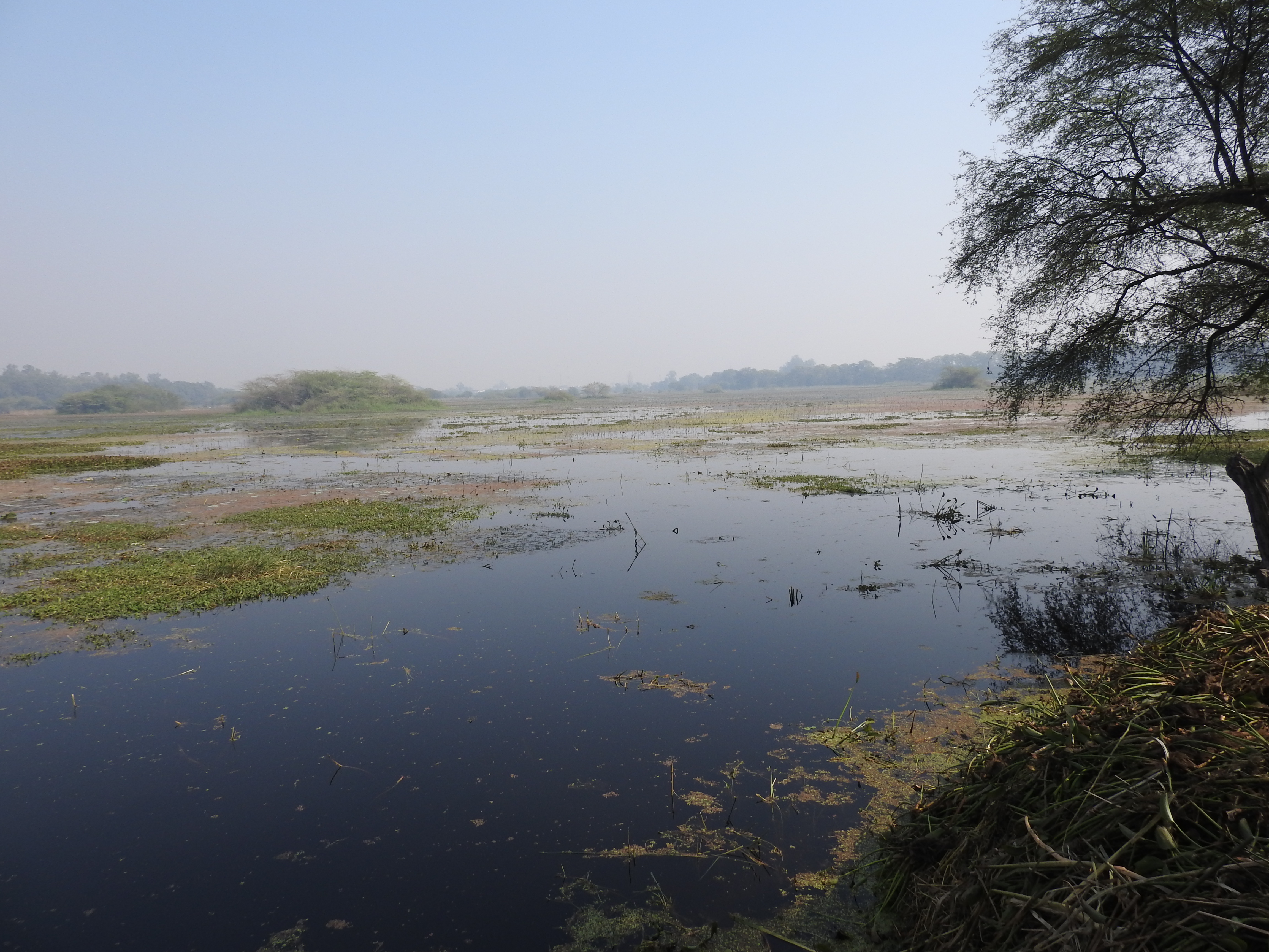 Panoramic view of Nawabganj wetland. 