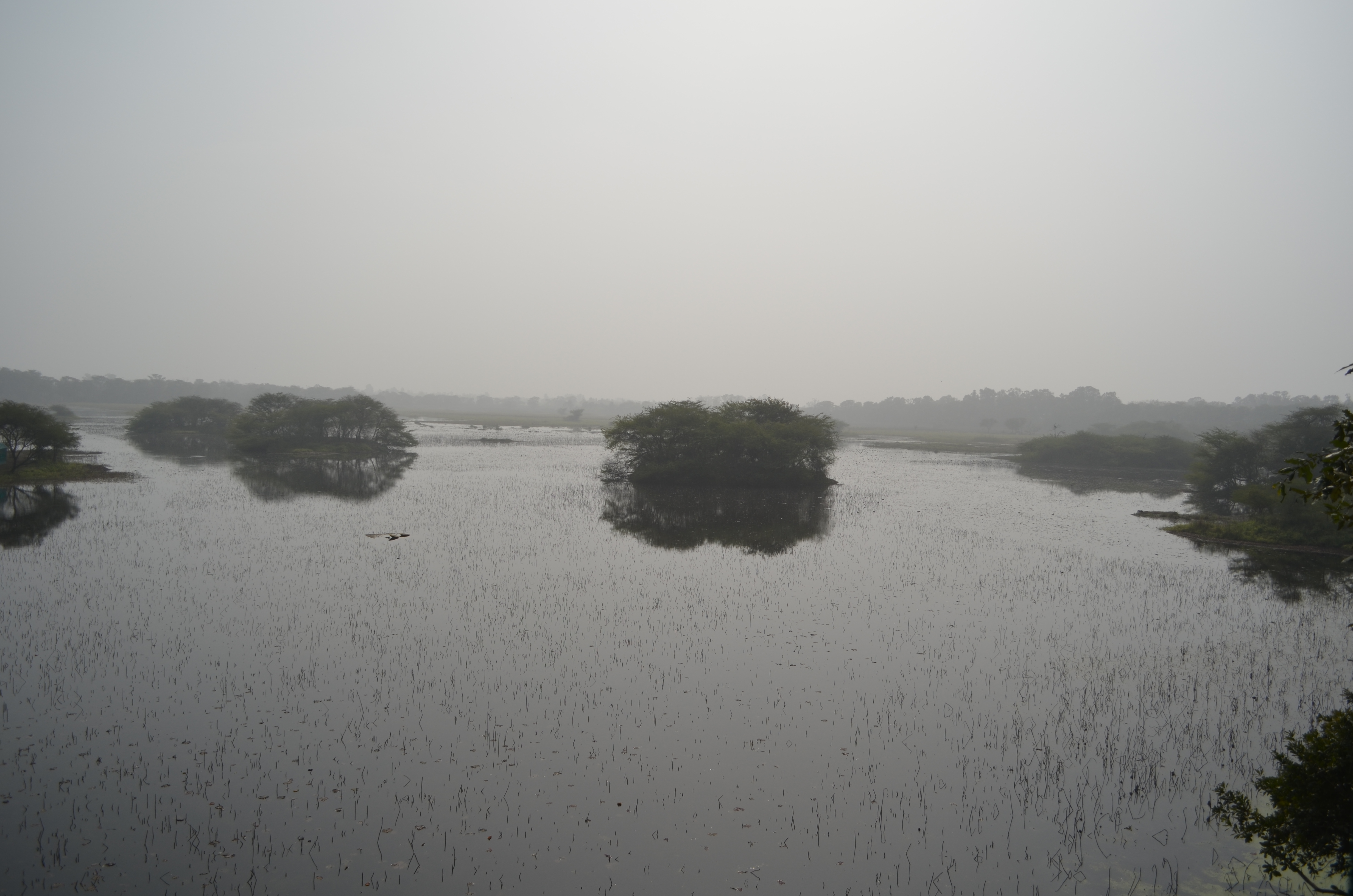 Panoramic view of Nawabganj wetland.  