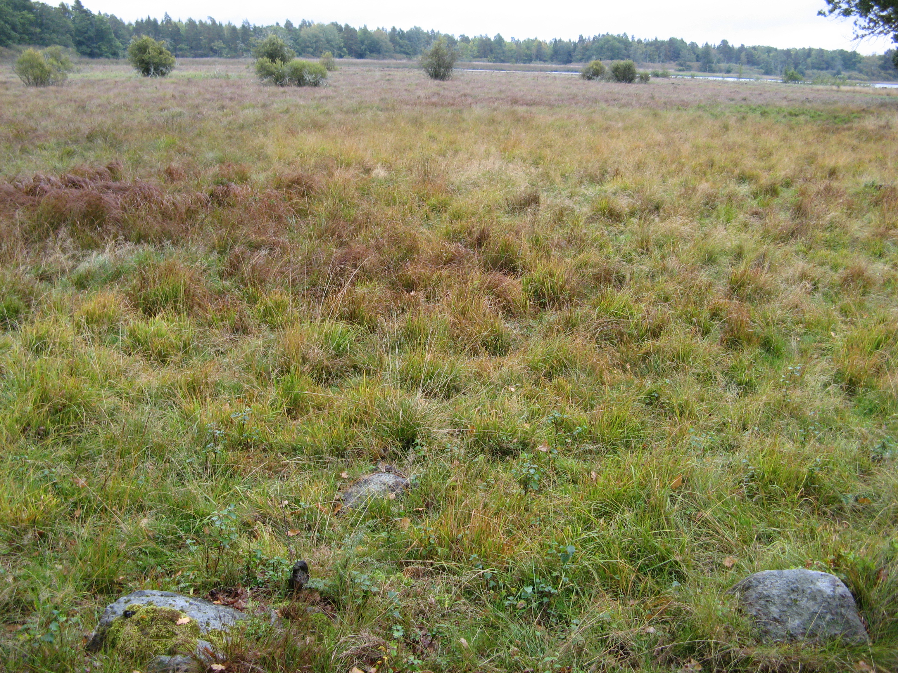 Ungrazed wetland near Emån