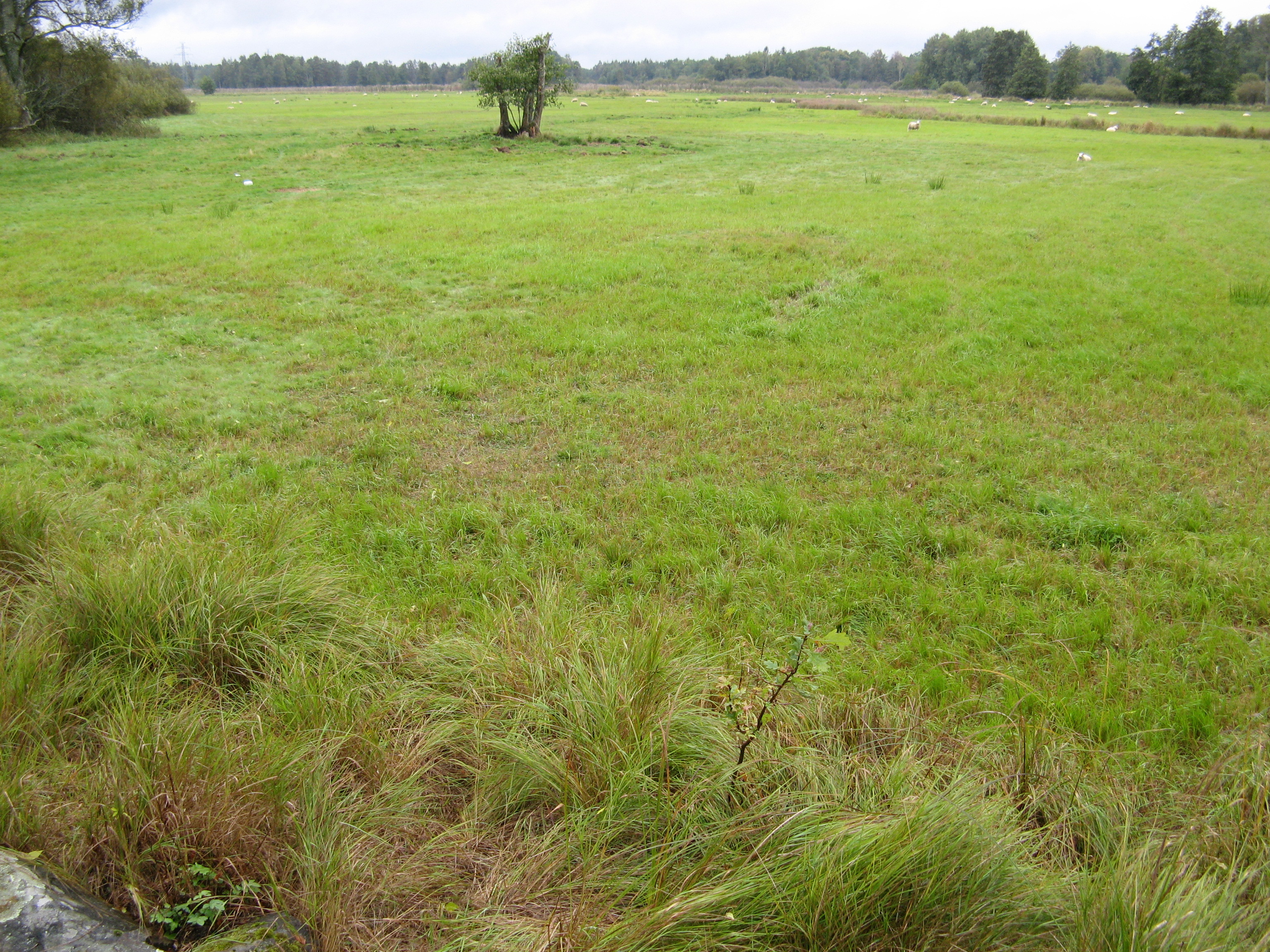 Grazed wetland near Emån