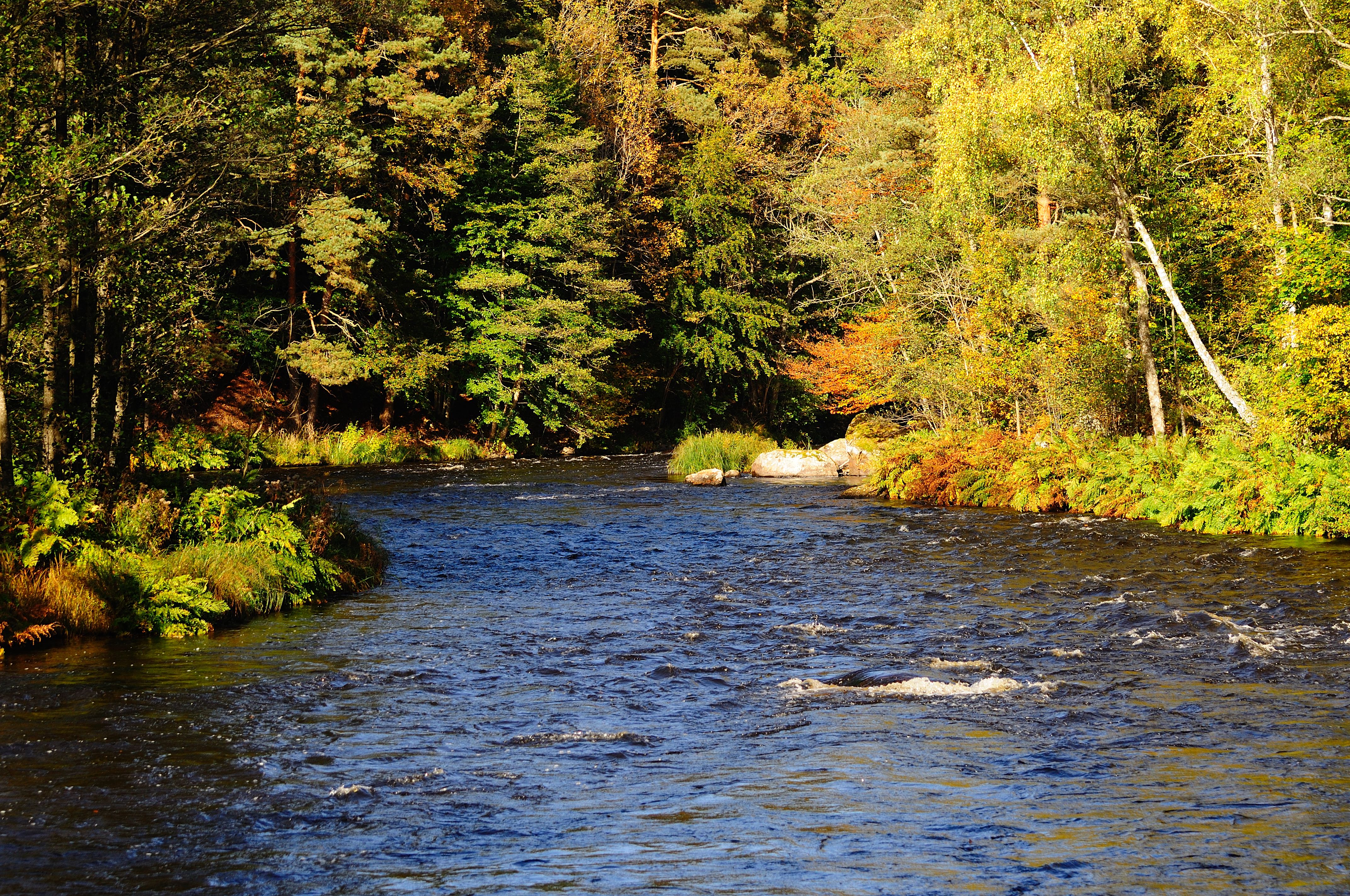 River Mörrumsån north of Mörrum.