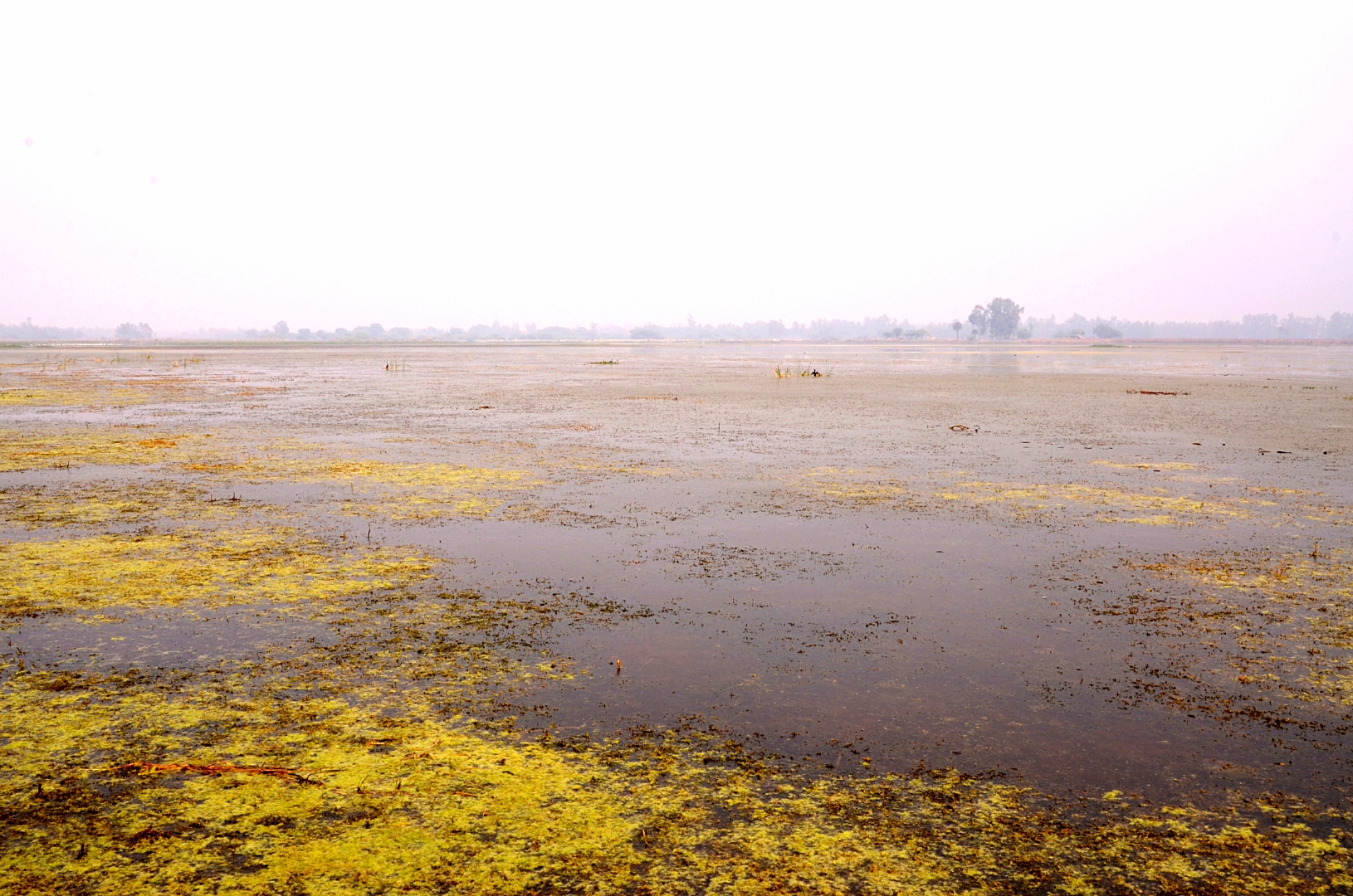 A panoramic view of Samaspur Wetlands