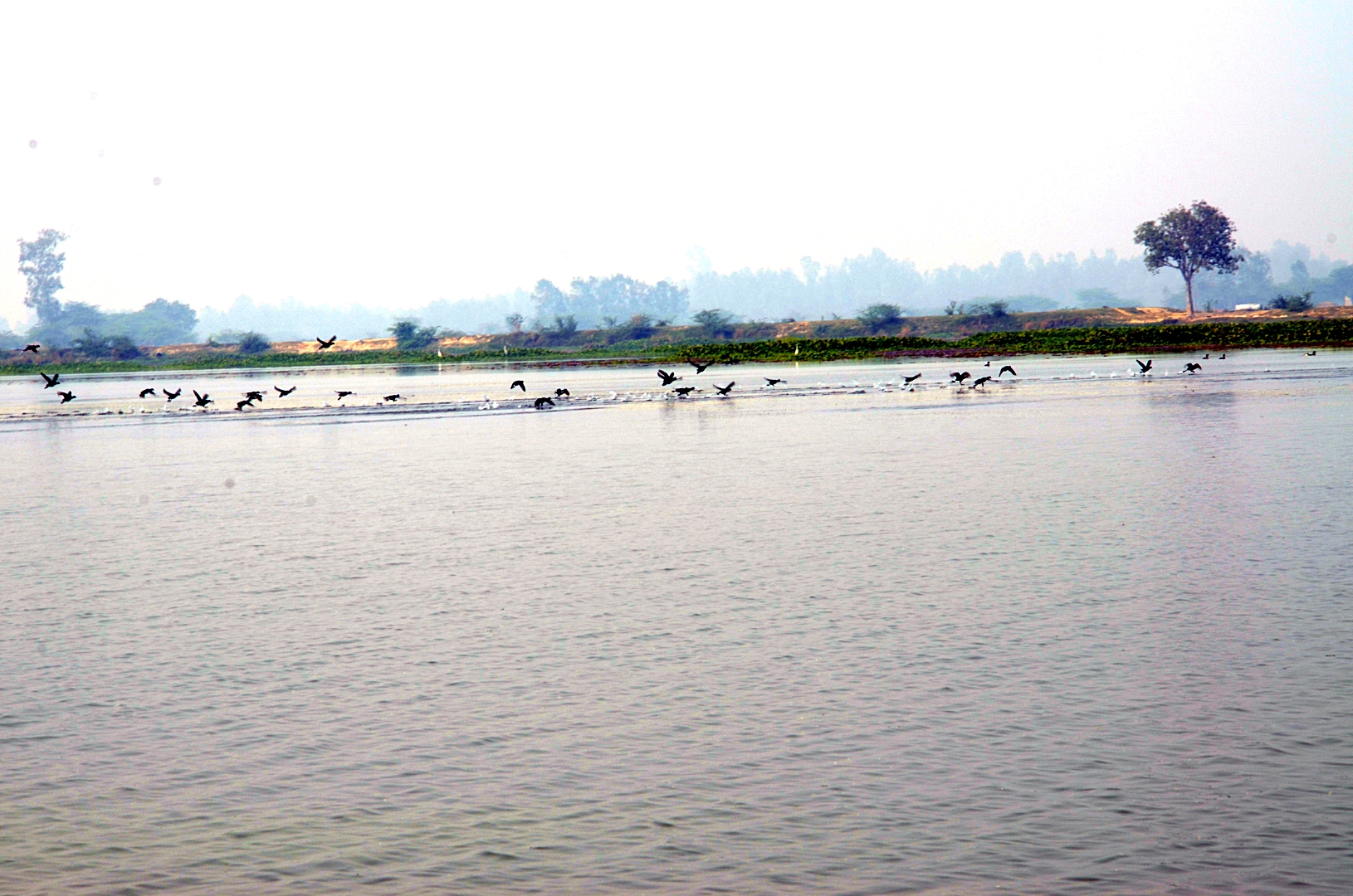 A panoramic view of Samaspur Wetlands