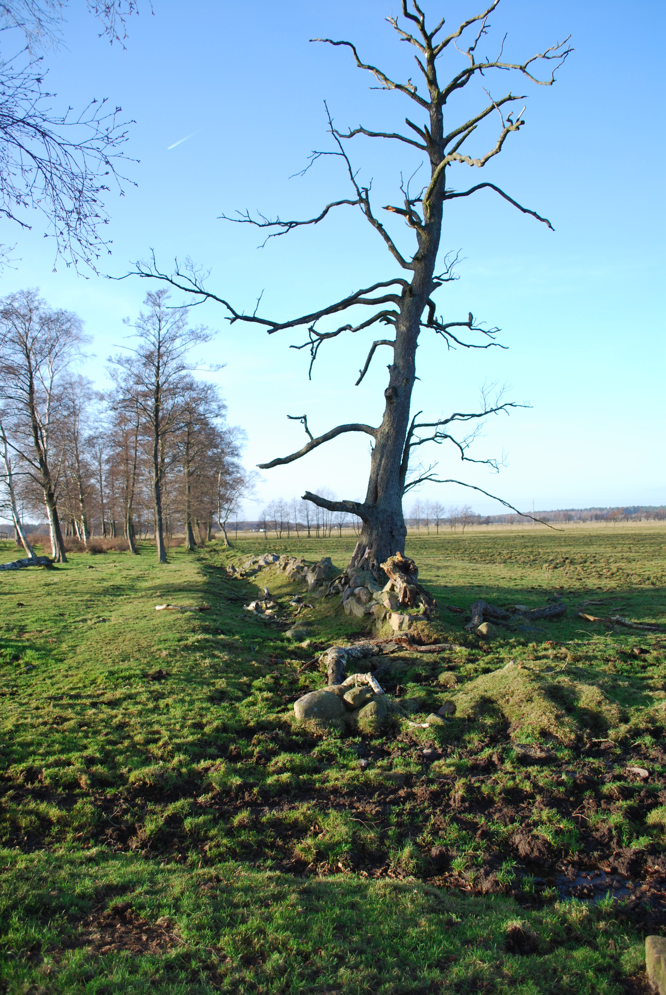 Dead Wood in Klingavälsåns dalgång