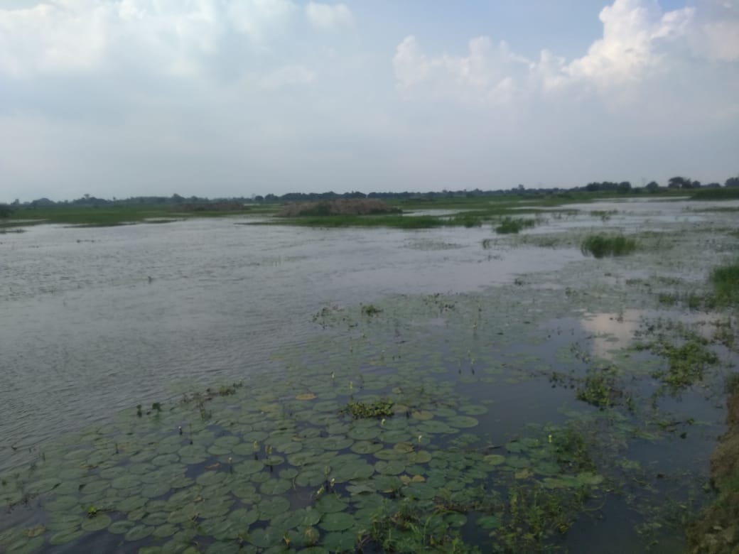 Aquatic vegetation at Sarsai Nawar bird Sanctuary