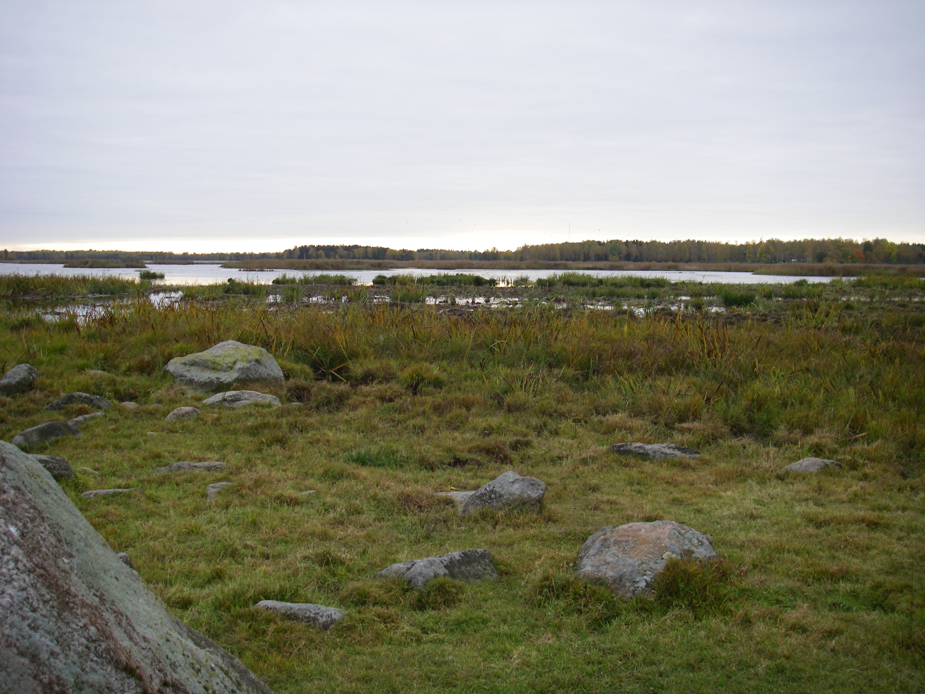 Grazed wetlands of nature reserve Inre Kilsviken.