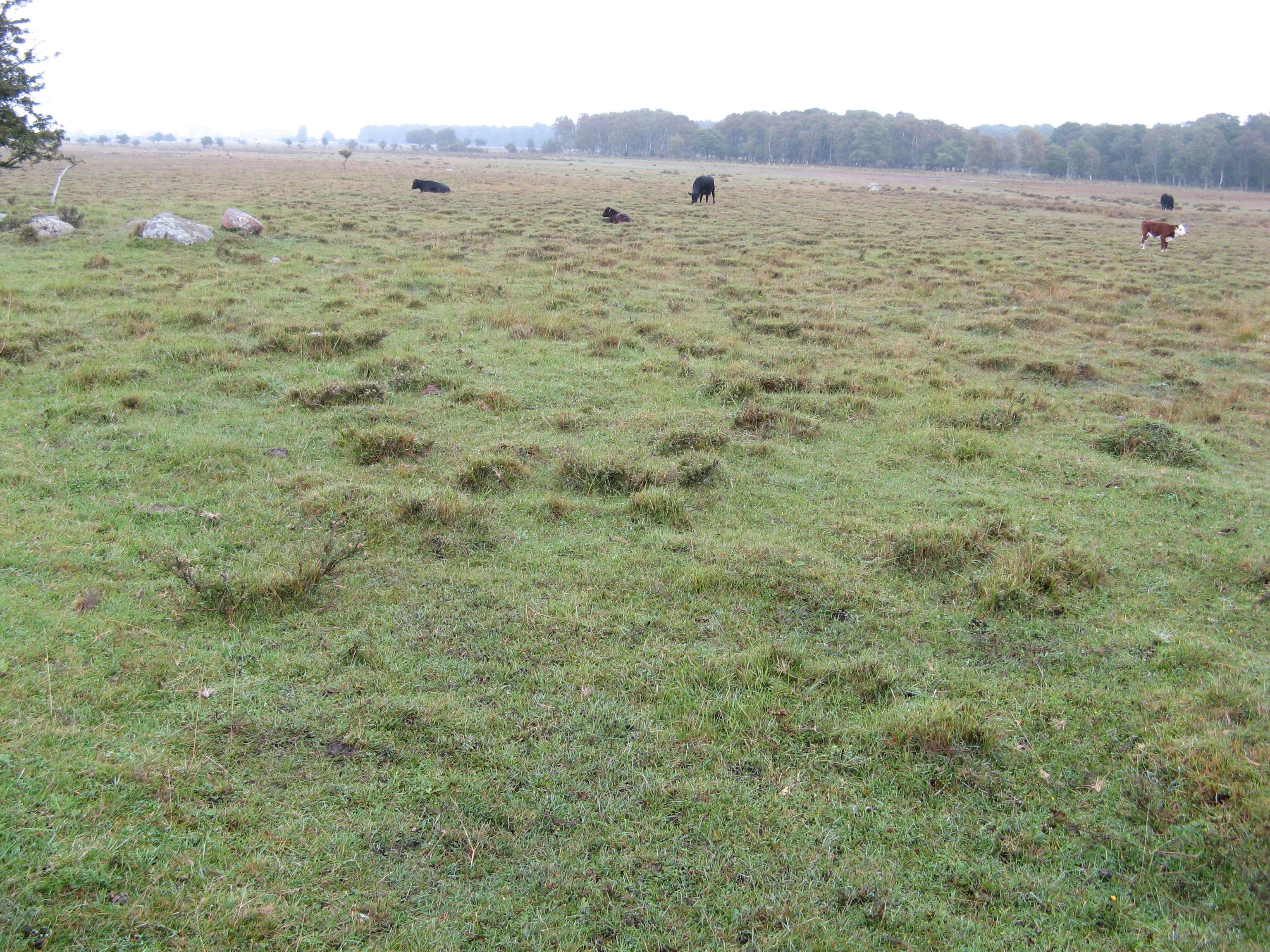 grazed wetland