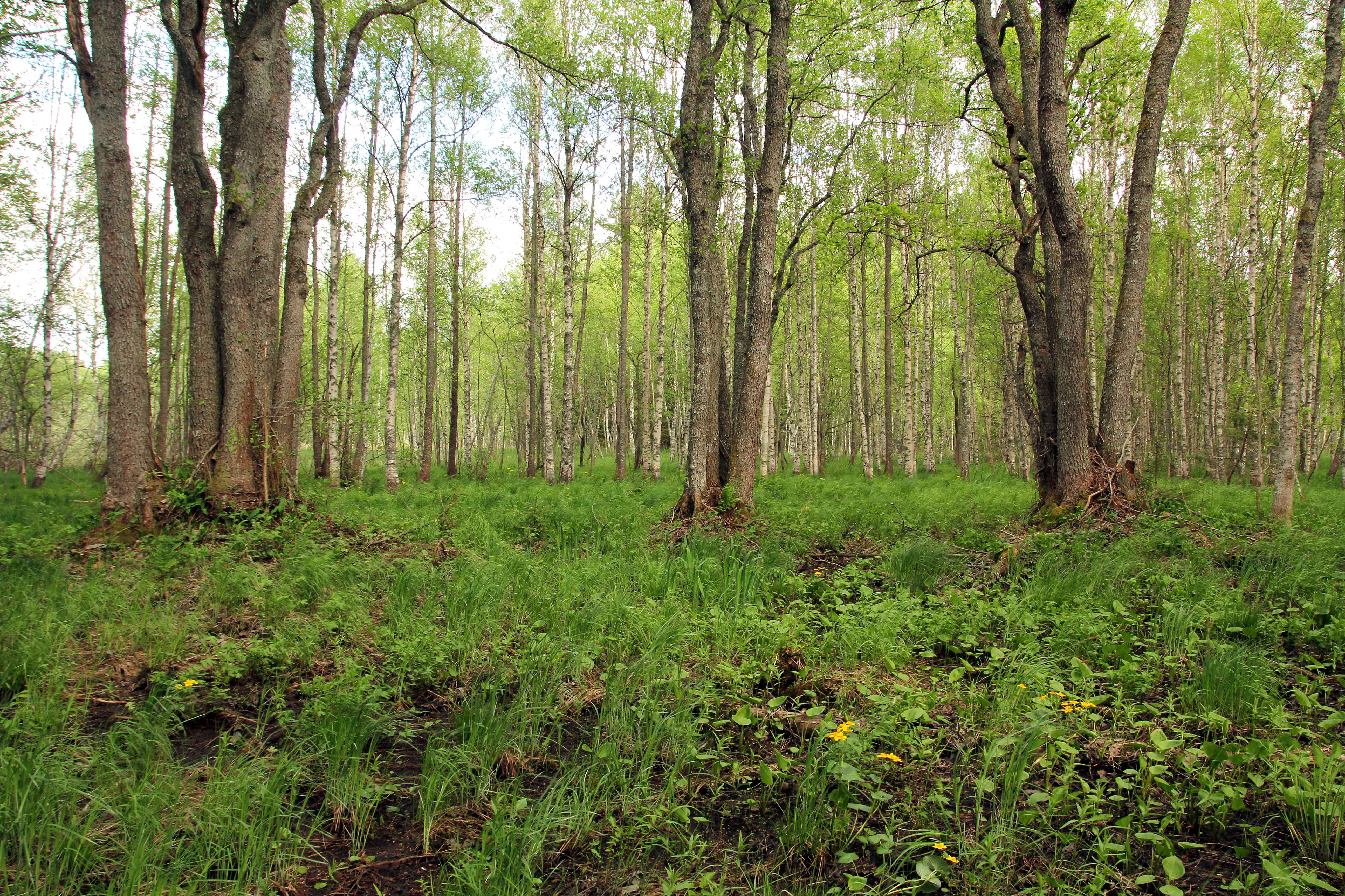 Swamp forest with Viola uliginosa, Calla palustris, Caltha palustris.