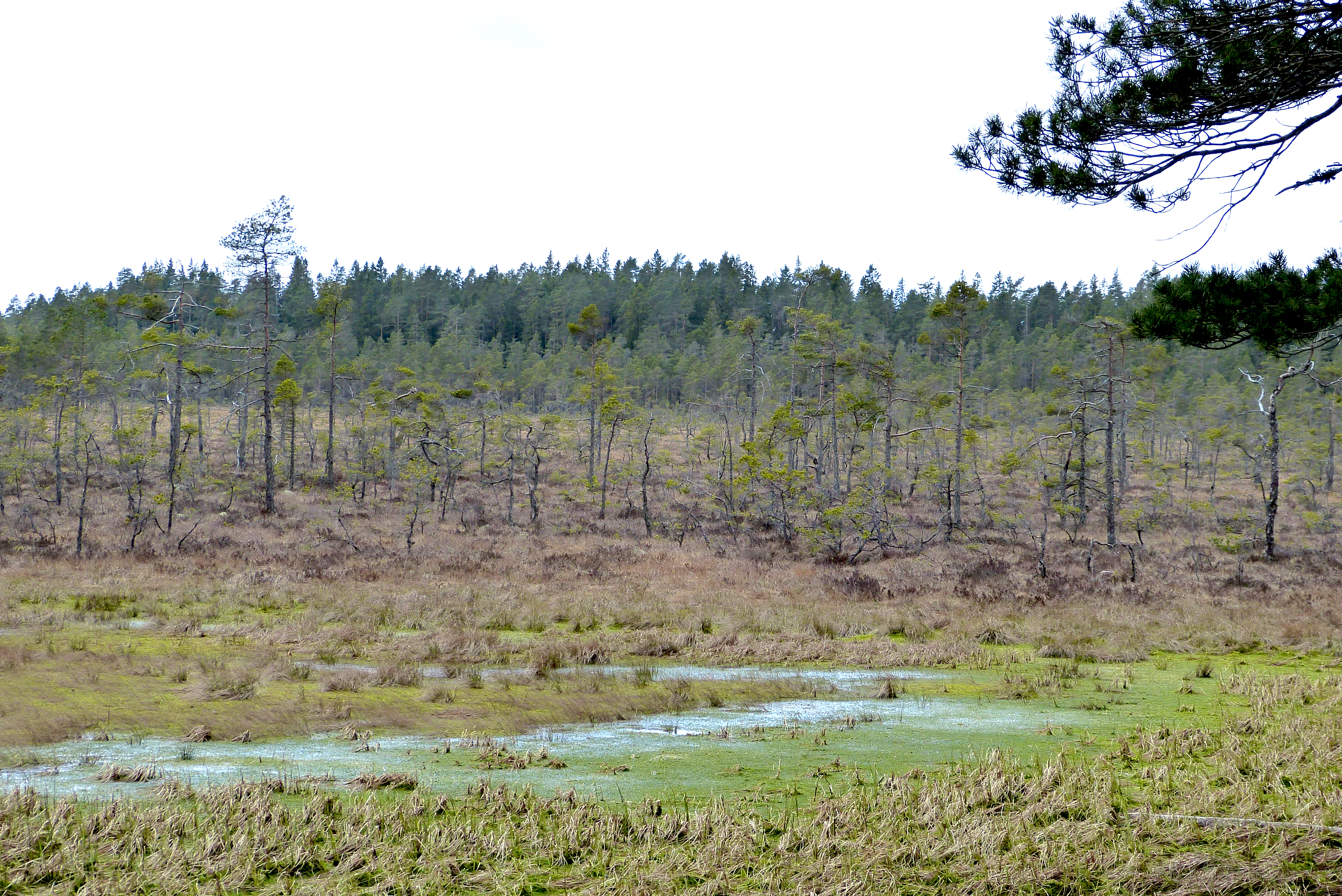 Wet pool in lag fen bordering raised bog.