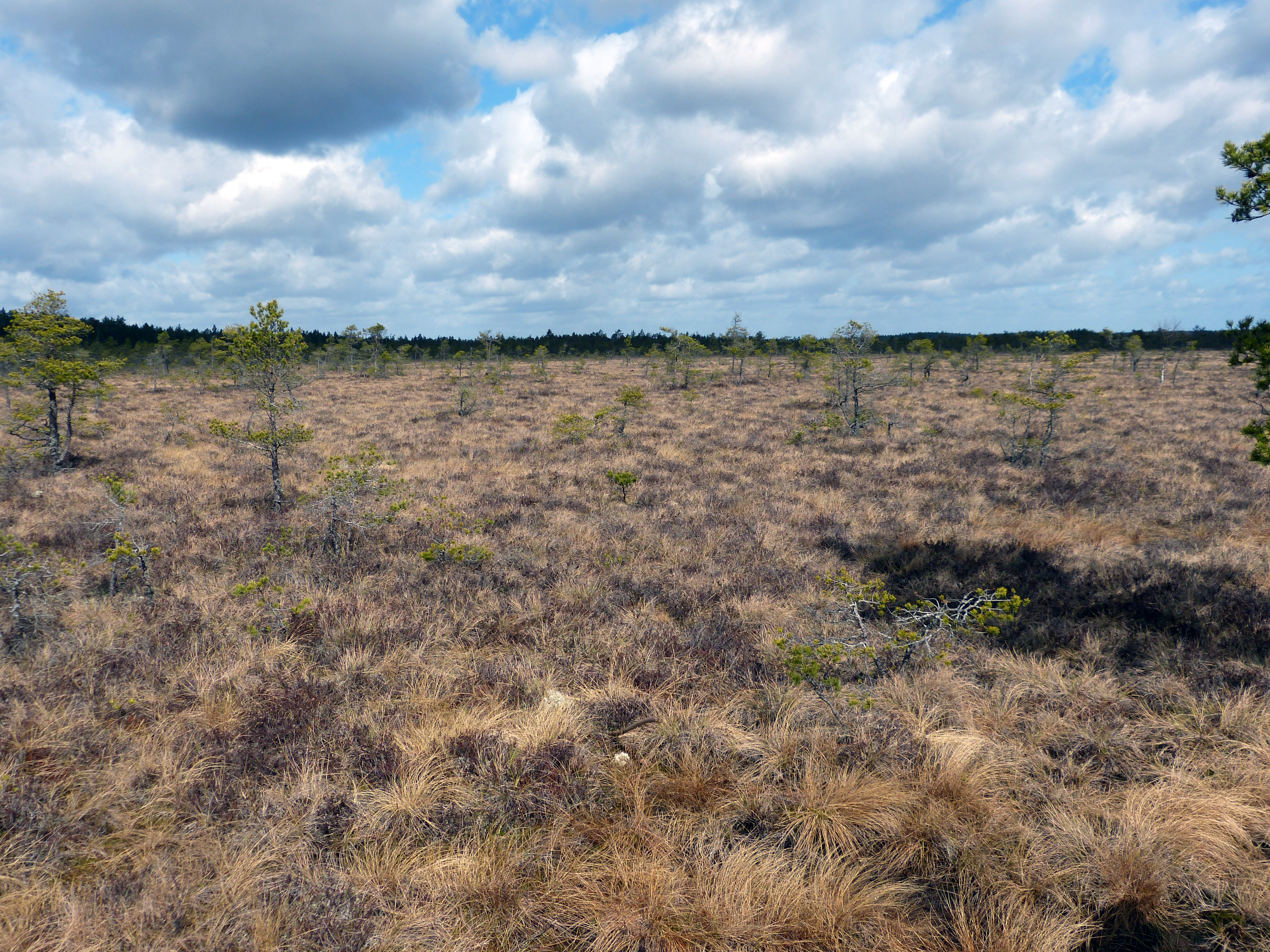 Central area of raised bog.