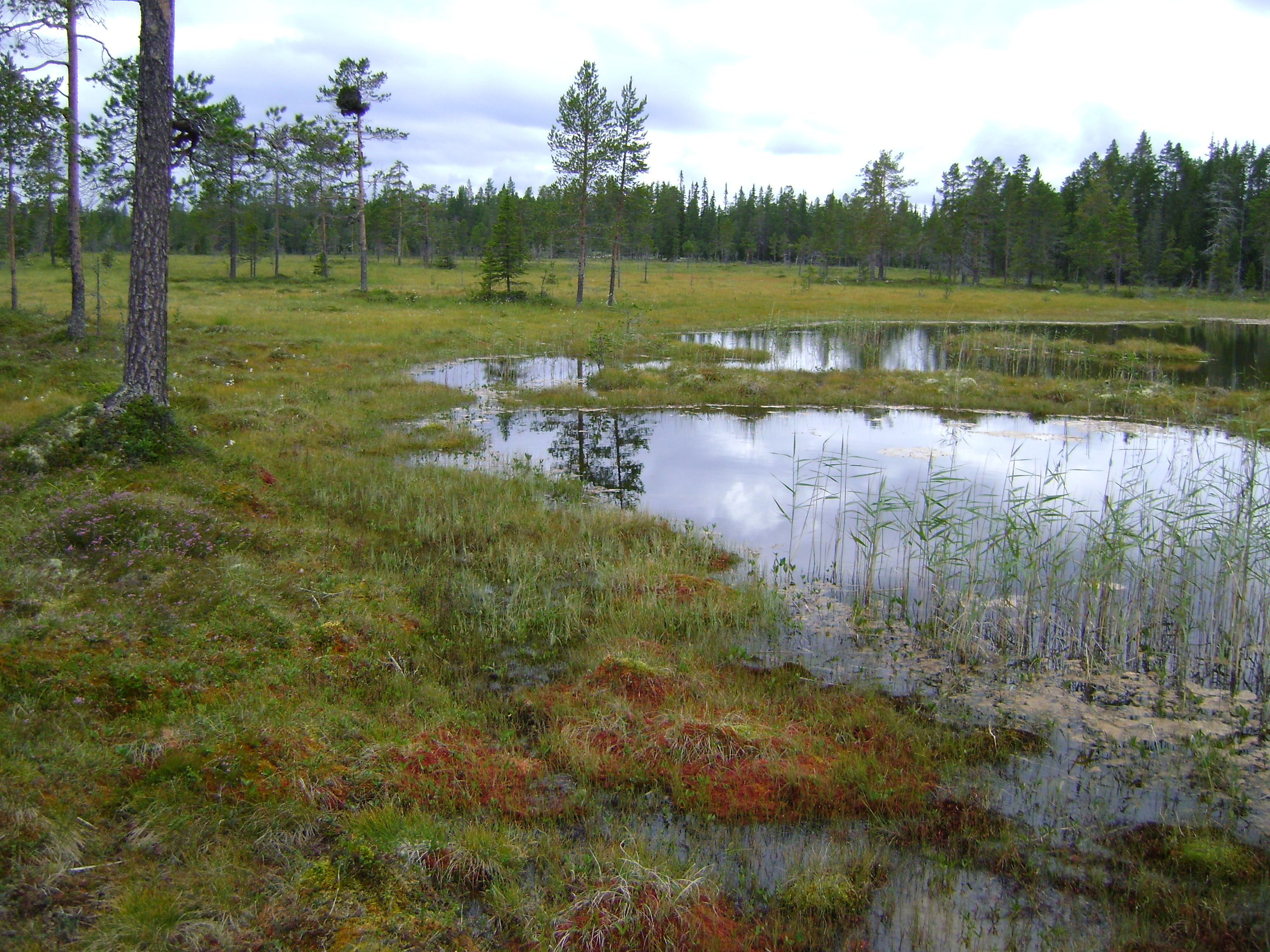 Rich fen at Storgjotkölen.