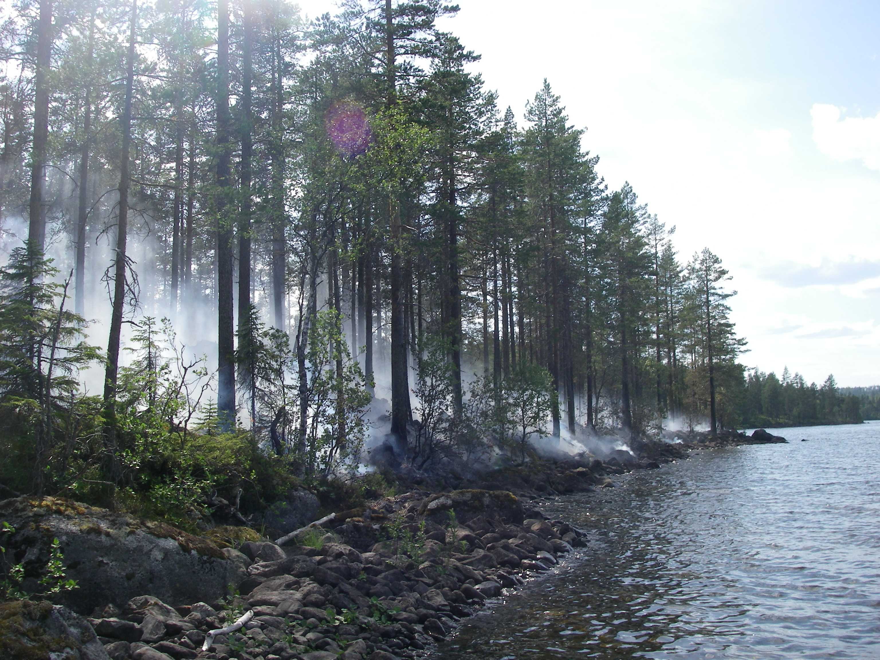 Management by prescribed forest fire (in non-wet forest).