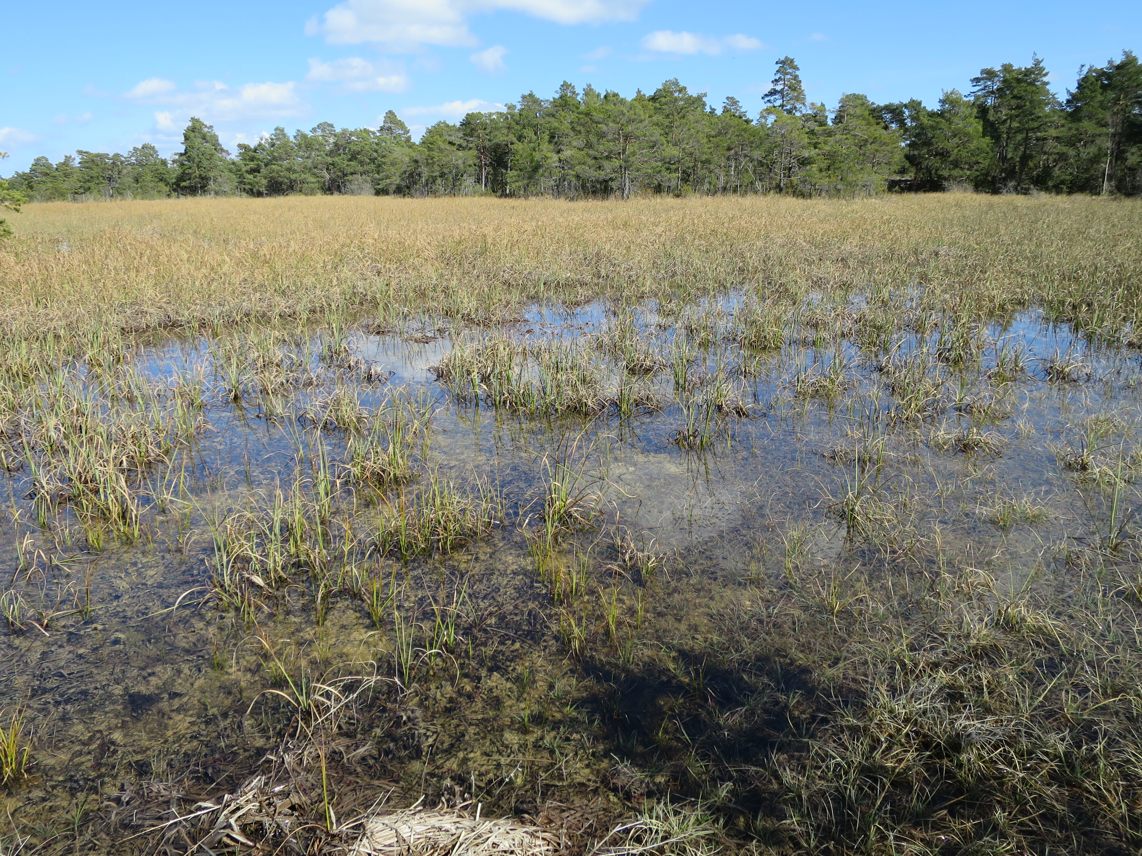 Marsh with Great Fen-Sedge.