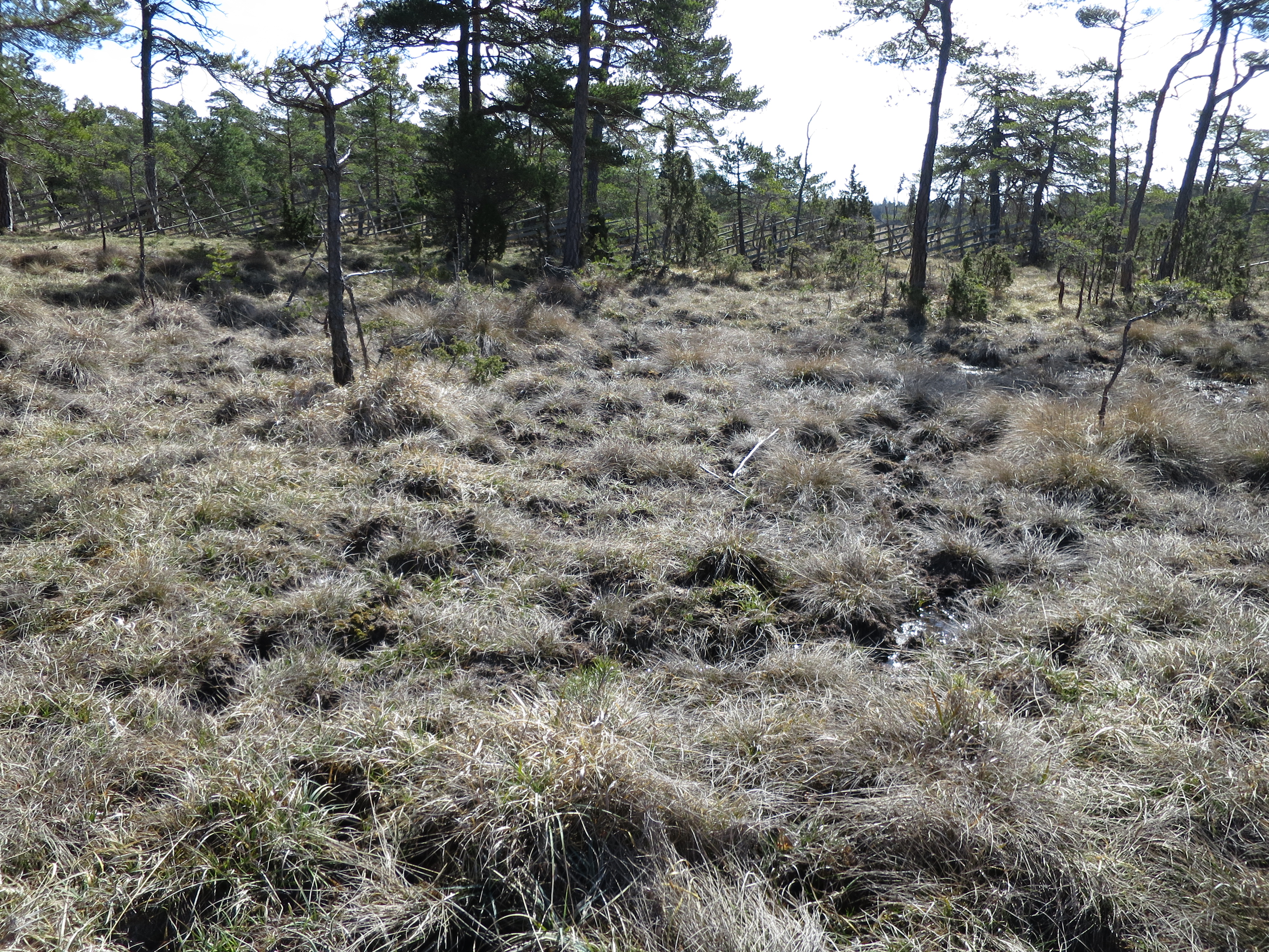 Fens with Brown Bog-rush