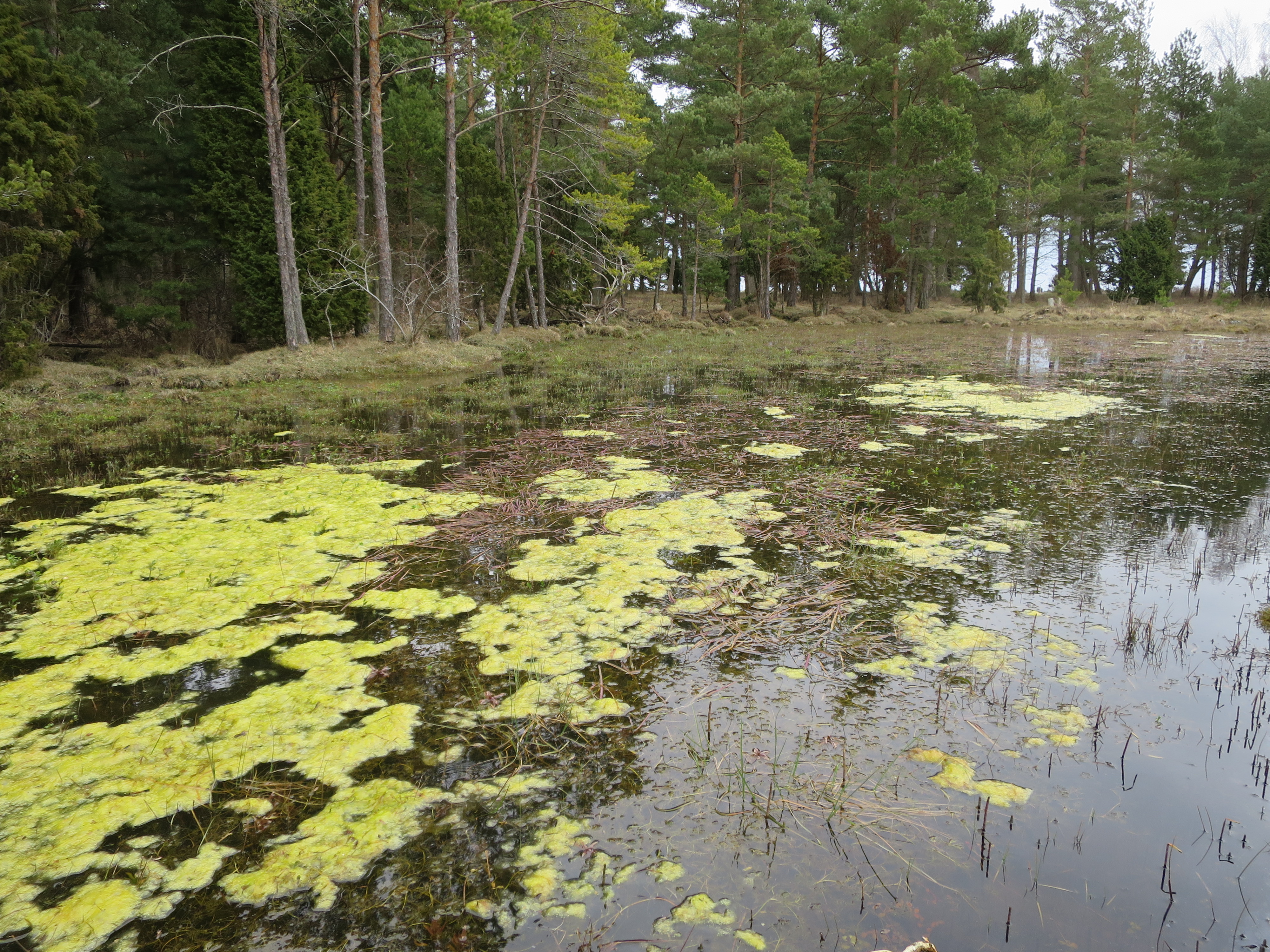 Sesonal freshwater marshes at Hummelbosholm