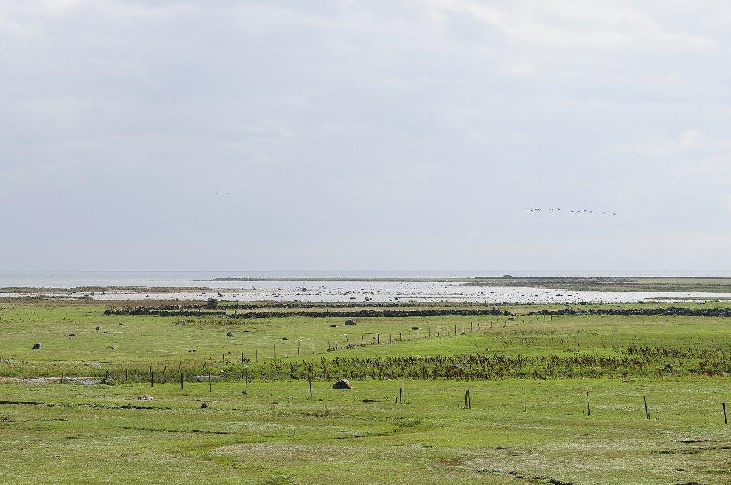 Grass meadows at the site Gotlands ostkust