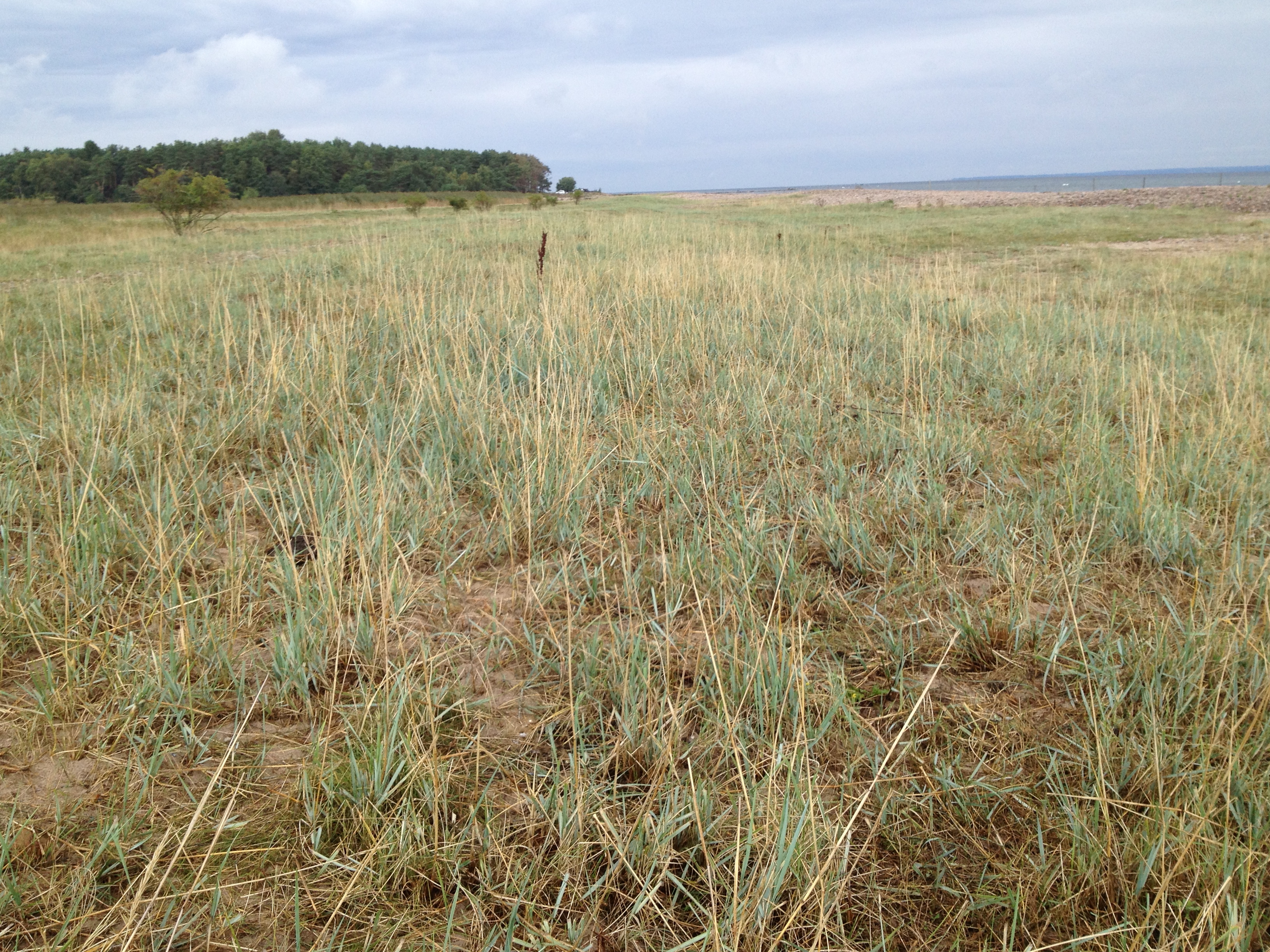 One pasture in Skälderviken